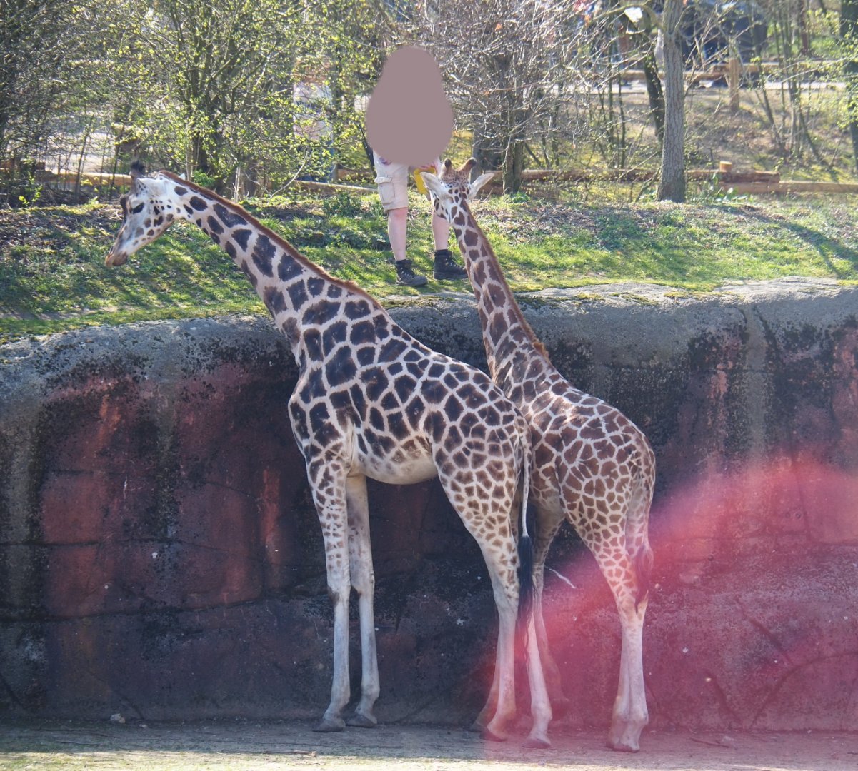 Keeper (Homo sapiens sapiens) feeding Rothschild's giraffes (Giraffa camelopardalis rothschildi), 2019-03-30