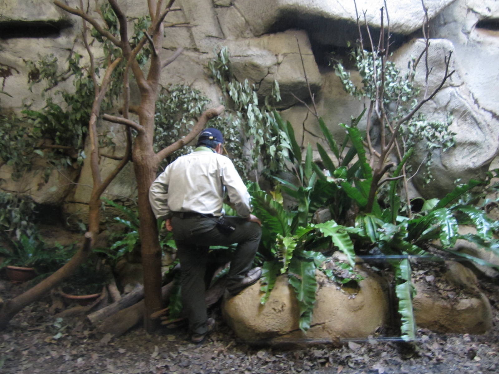 Keeper in Pangolin exhibit