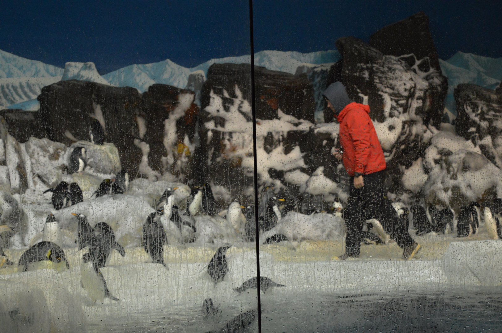 Keeper in with the Penguins