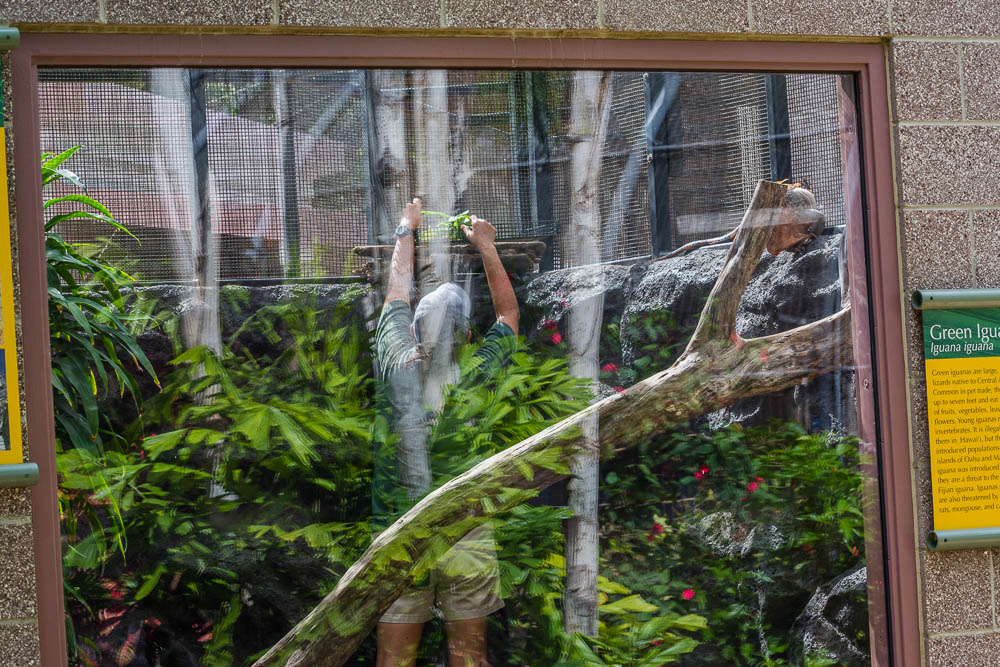 Keeper inside exhibit placing food for Green Iguana