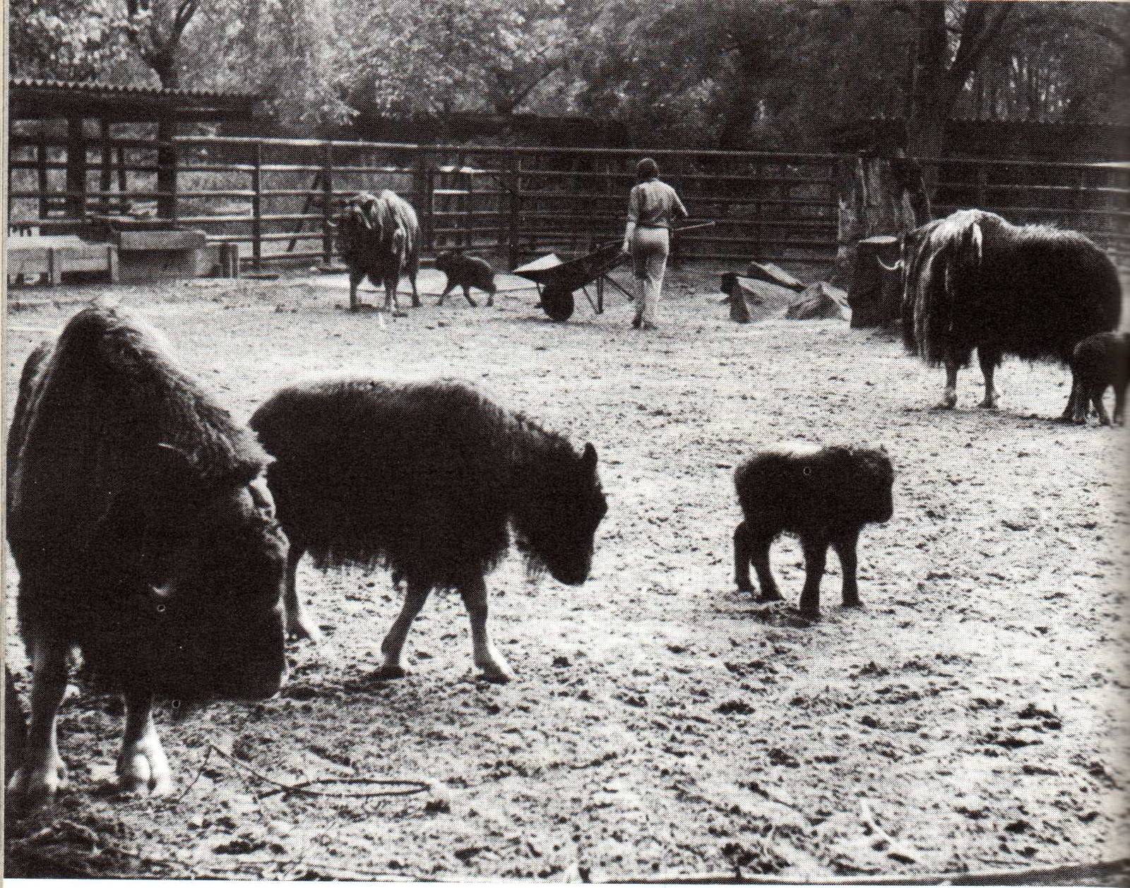 Keeper inside Musk Ox exhibit