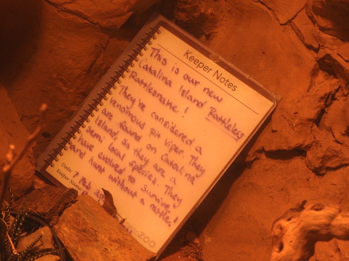 Keeper notes for Catalina Island Rattlesnake