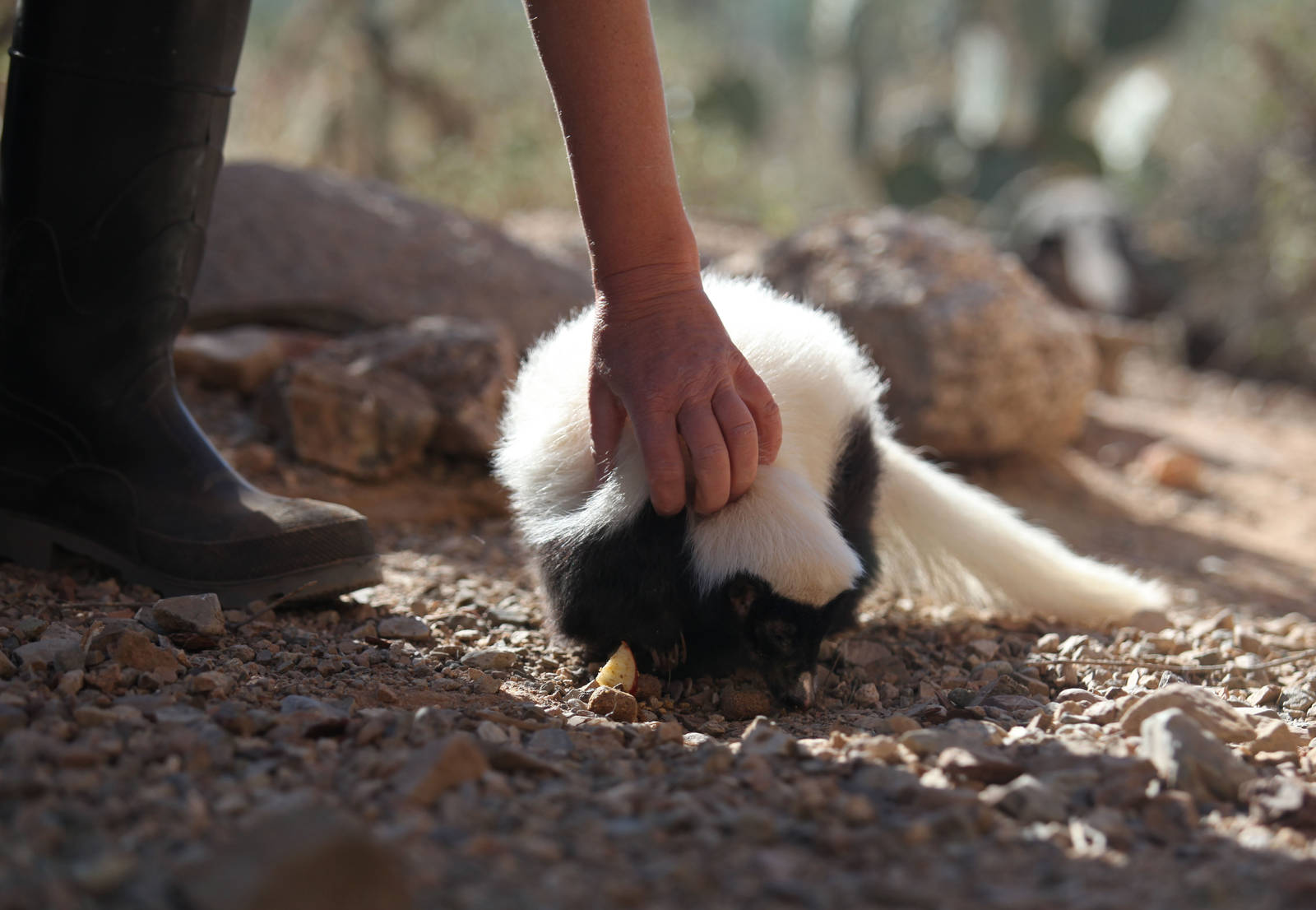 keeper petting skunk