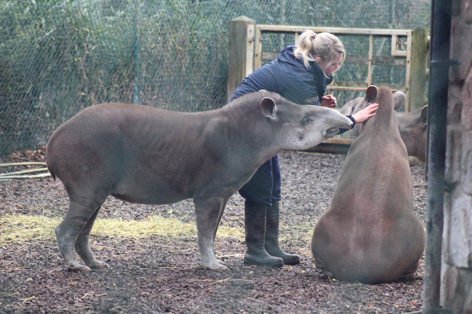 Keeper playing with Tapir's (My Favs)