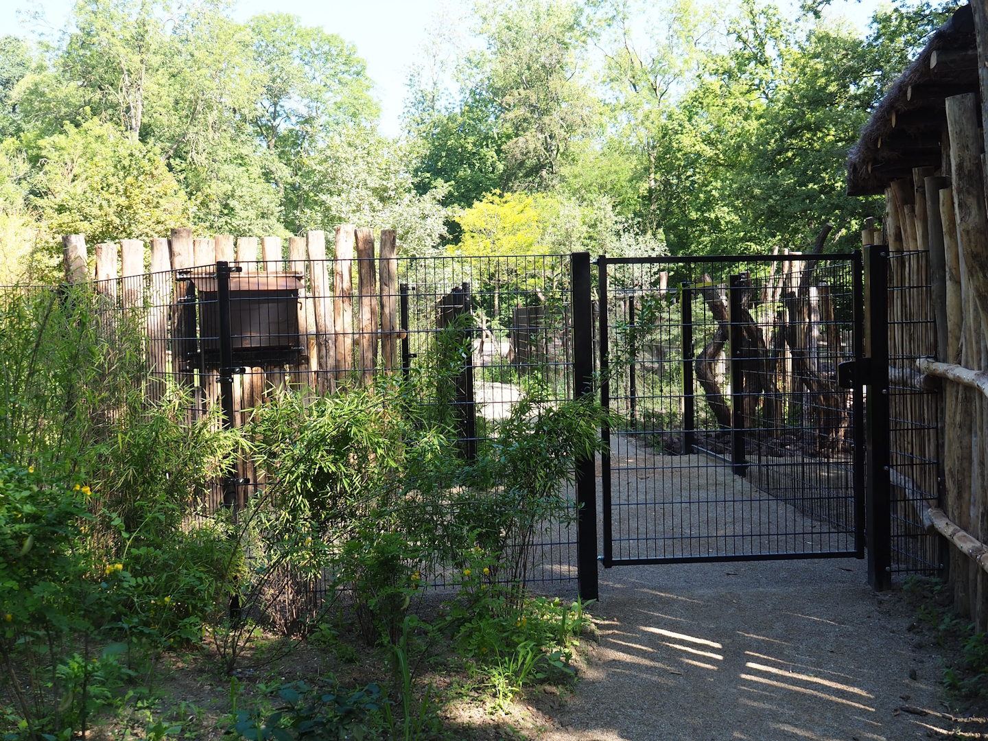 Keeper road between Somali wild ass/Dorcas gazelle and Mountain bongo/Kirk's dik-dik paddocks, and backside of feeder, 2023-07-19