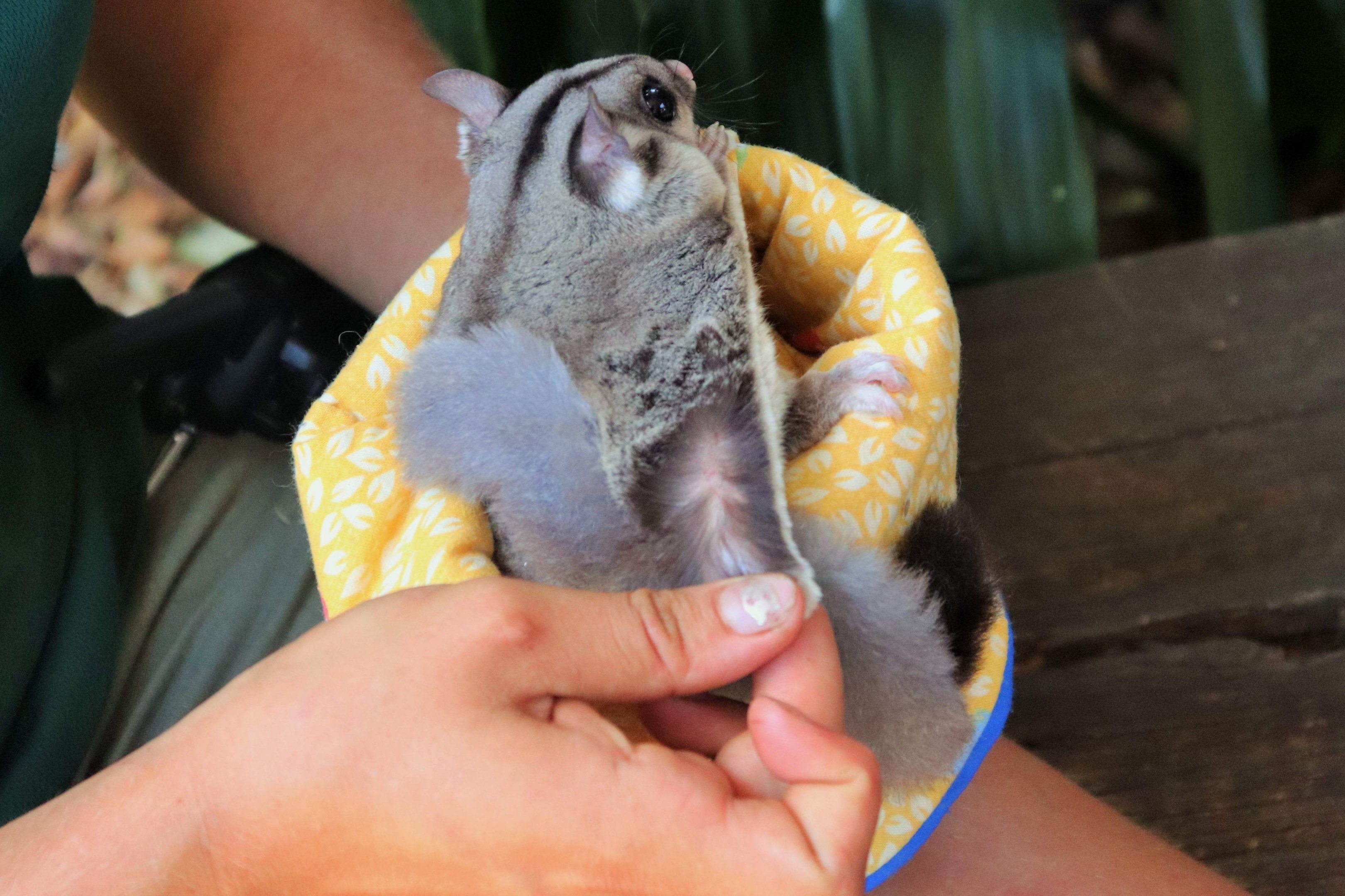 Keeper Showing Gliding Membrane