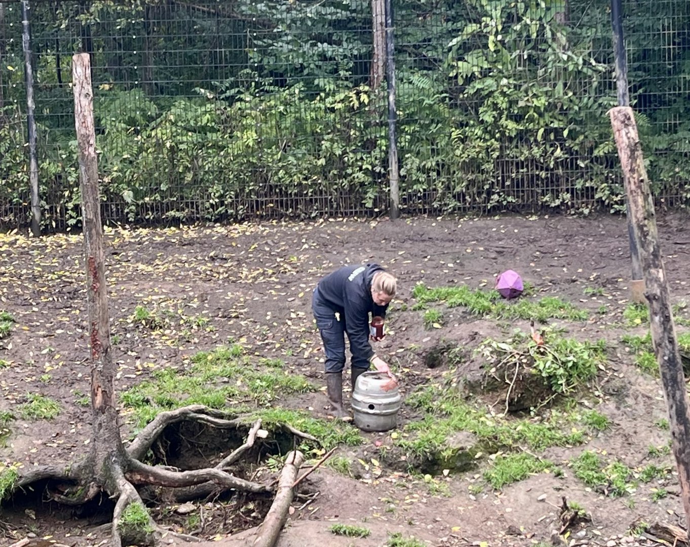 Keeper spreading enrichment in the Black Bears enclosure