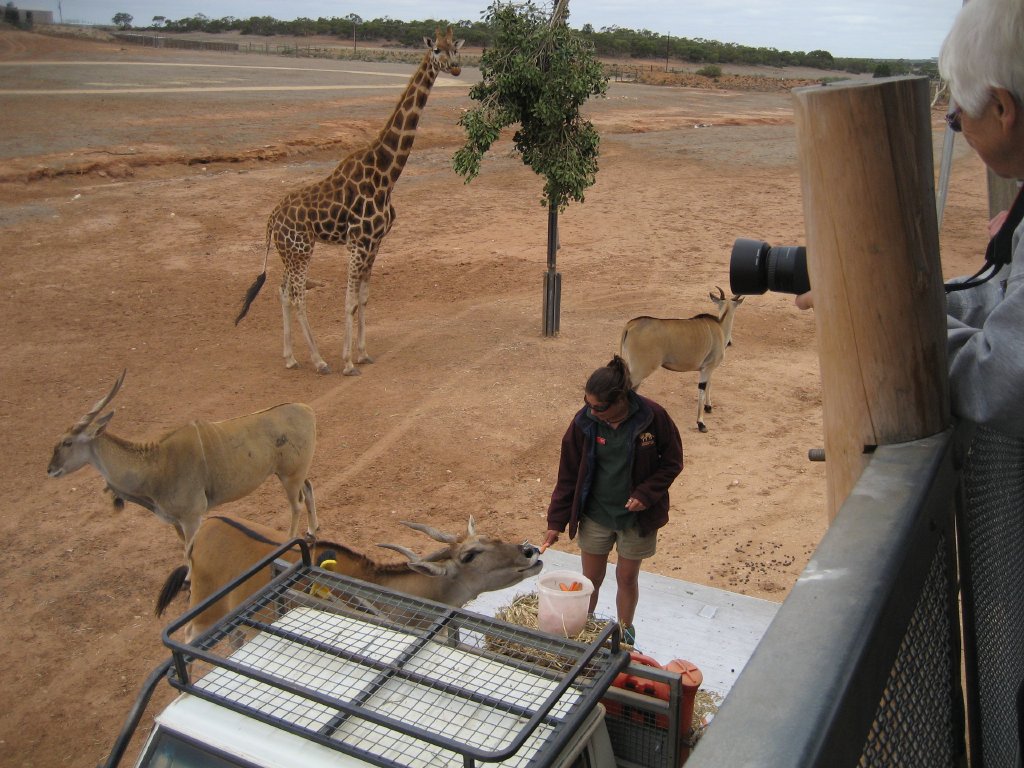 Keeper talk and giraffe/eland feeding