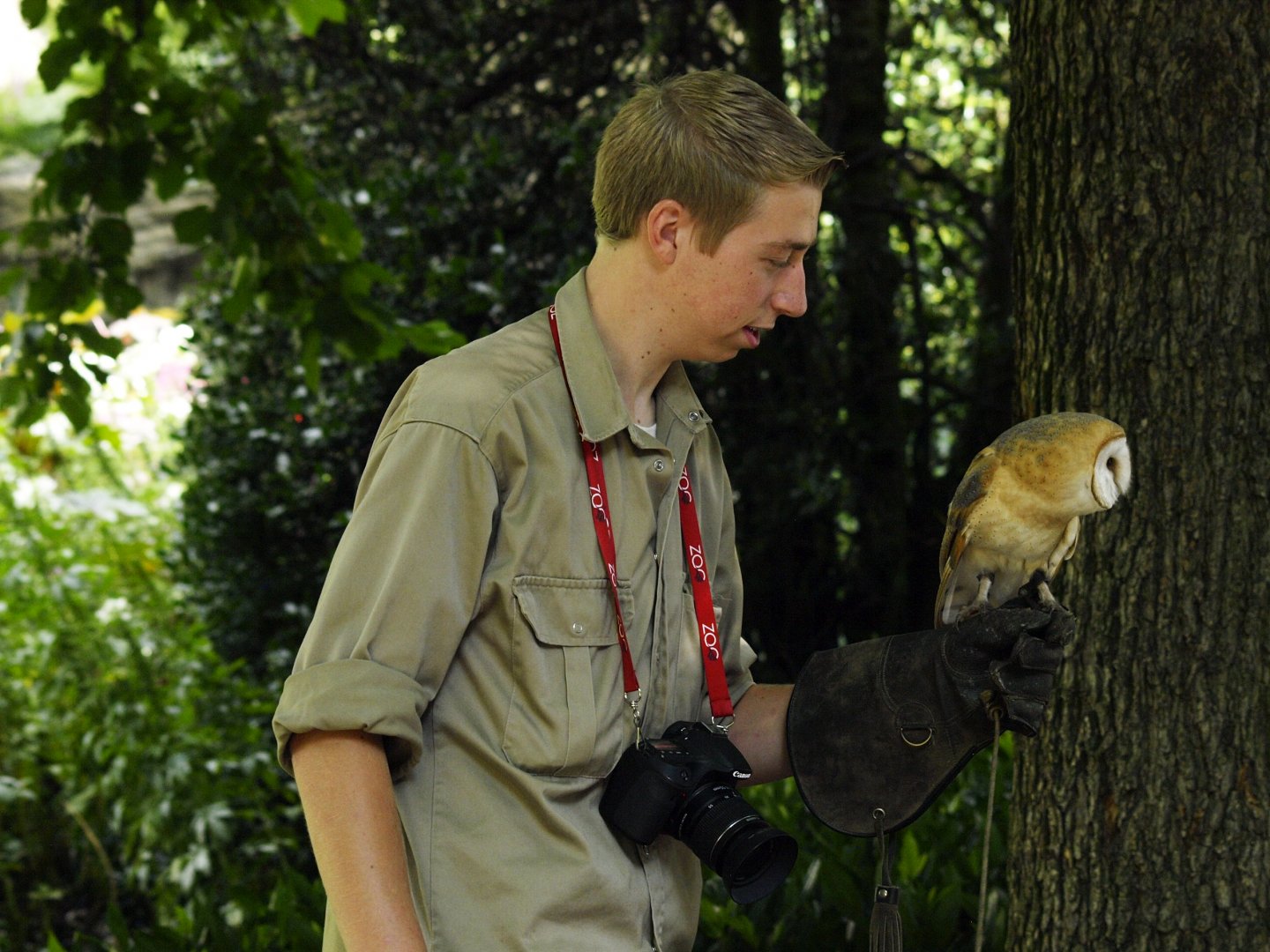 Keeper talk with barn owl