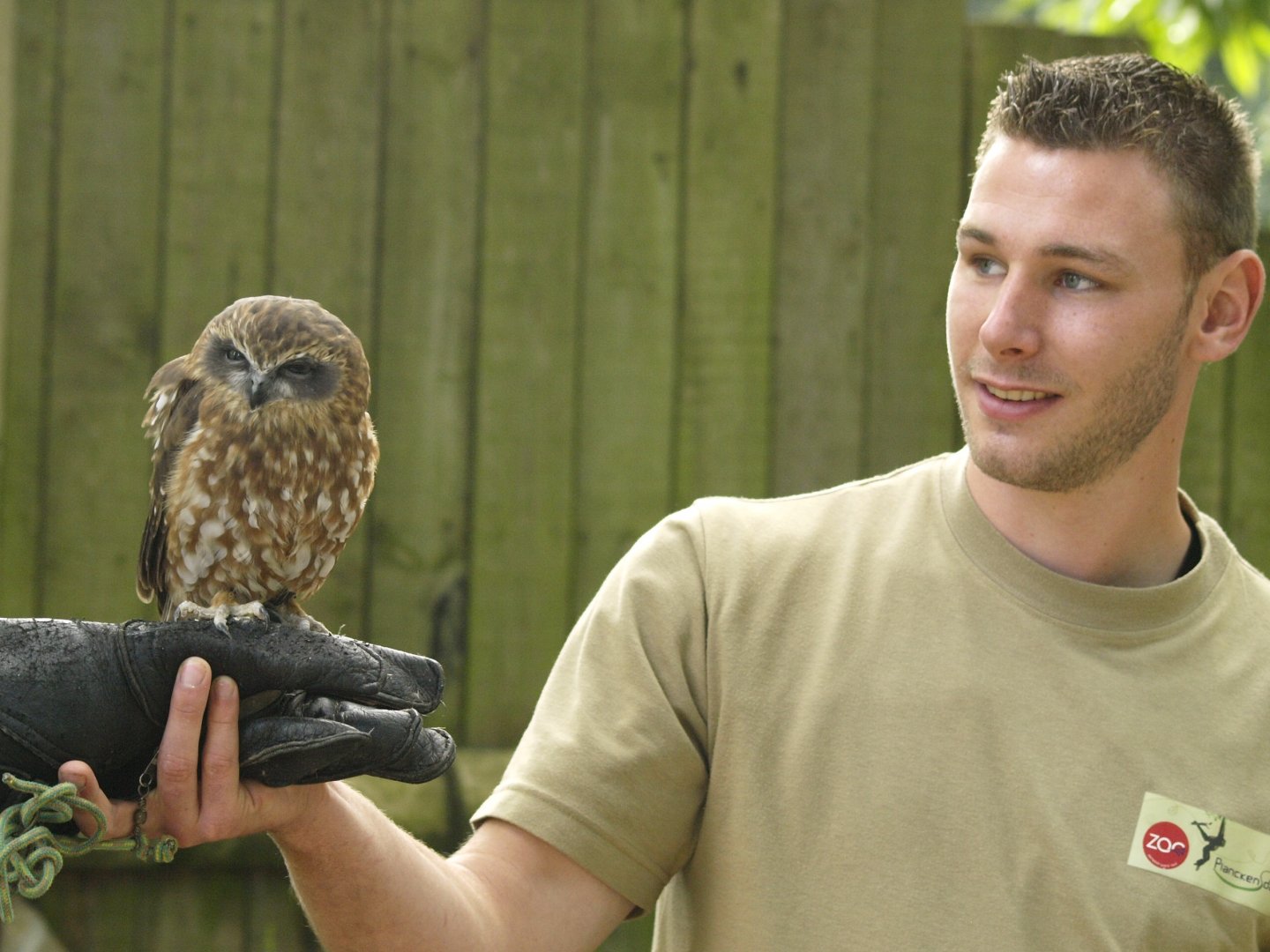 Keeper talk with boobook owl