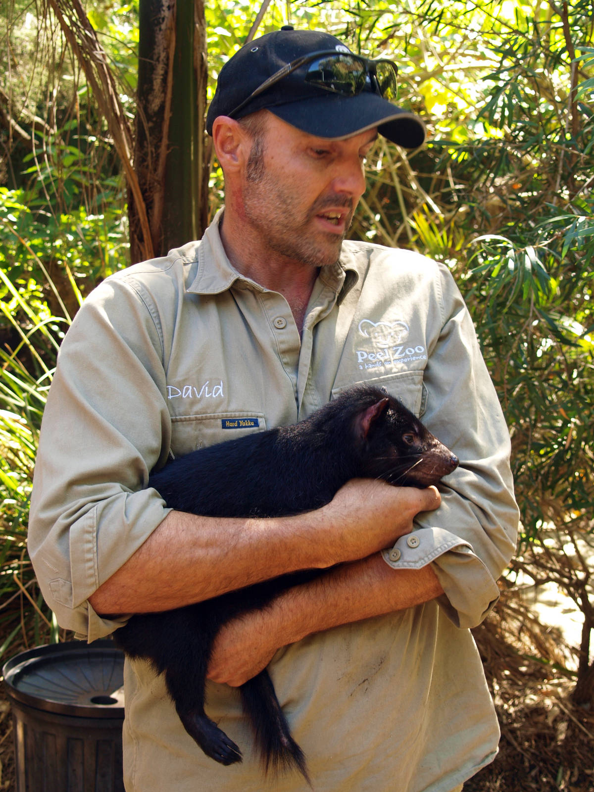 Keeper talk with Tasmanian Devil pup