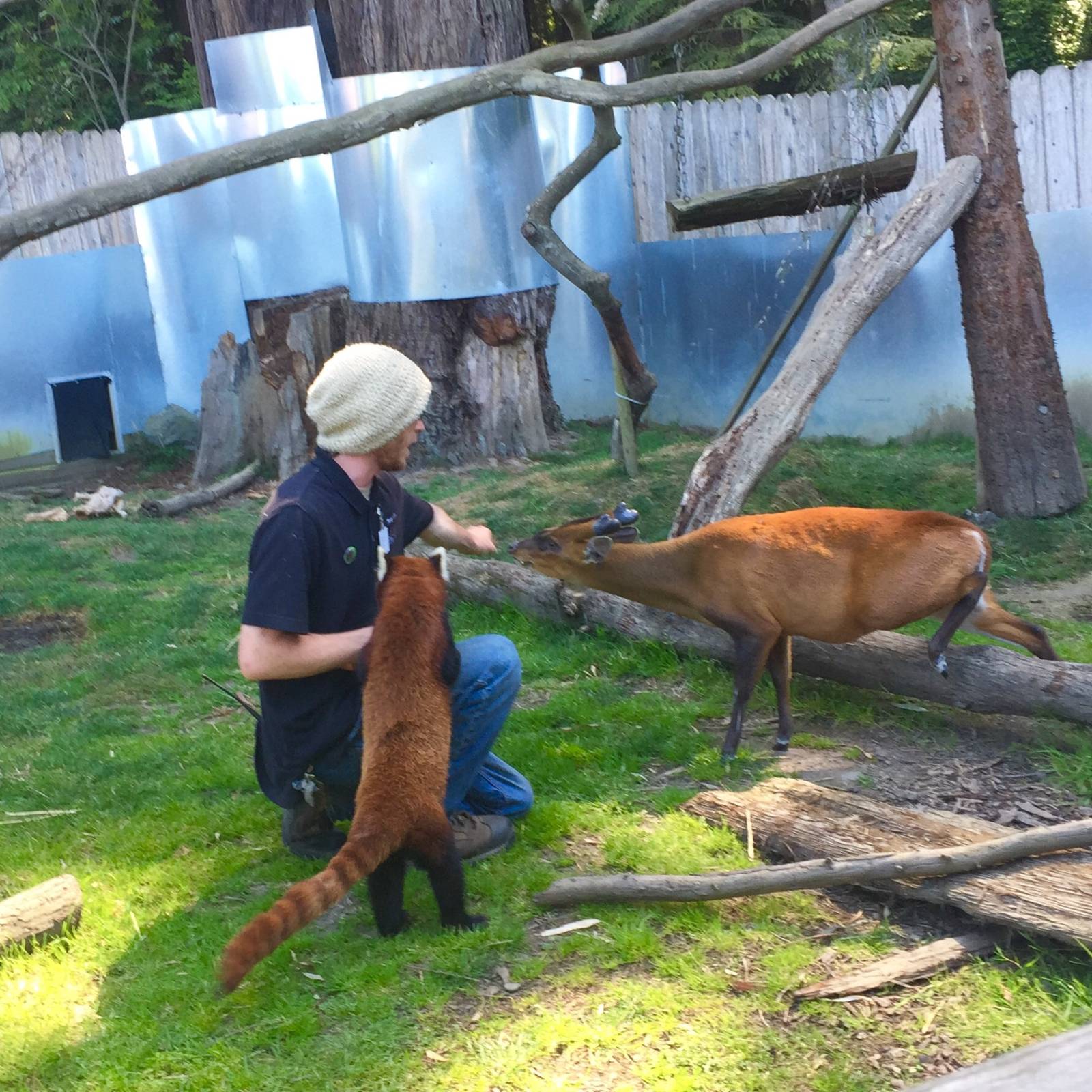 Keeper Time.  Red Panda and Munjact conditioning.