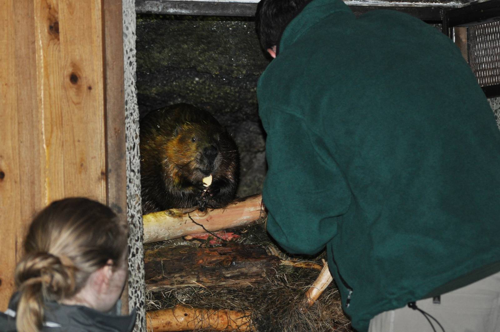 Keeper time with the Canadian Beaver