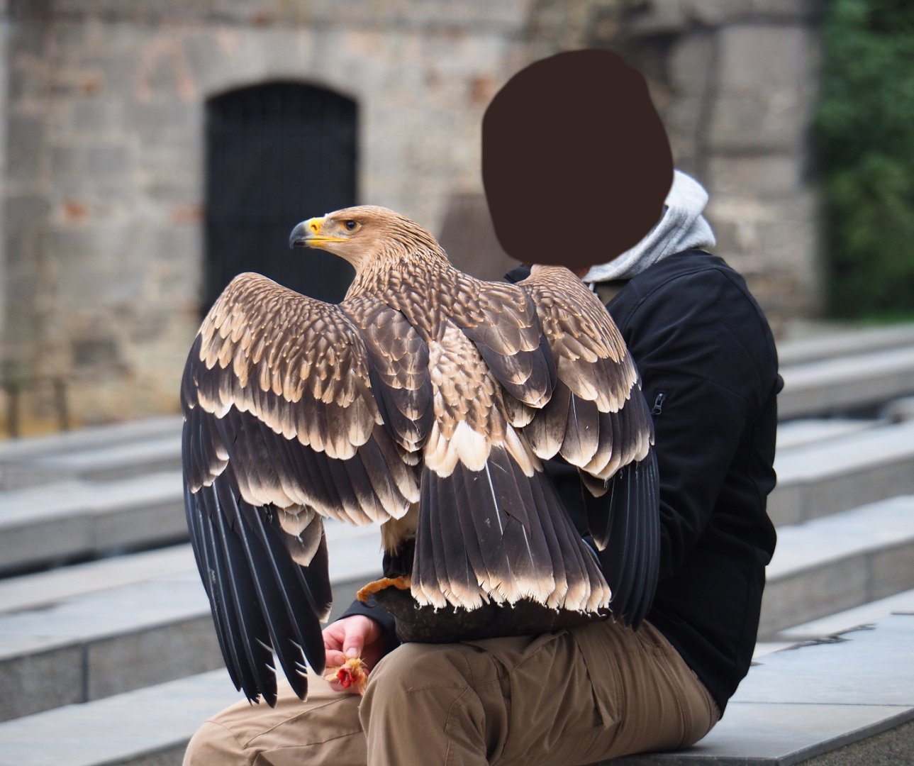 Keeper training booted eagle (Aquila pennata), 2019-10-05