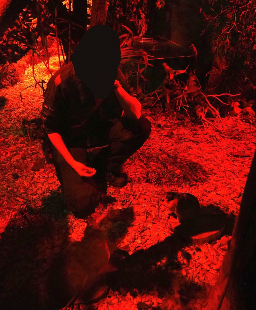 Keeper training Malagasy giant jumping rats or Votsovotsas (Hypogeomys antimena), 2023-09-24