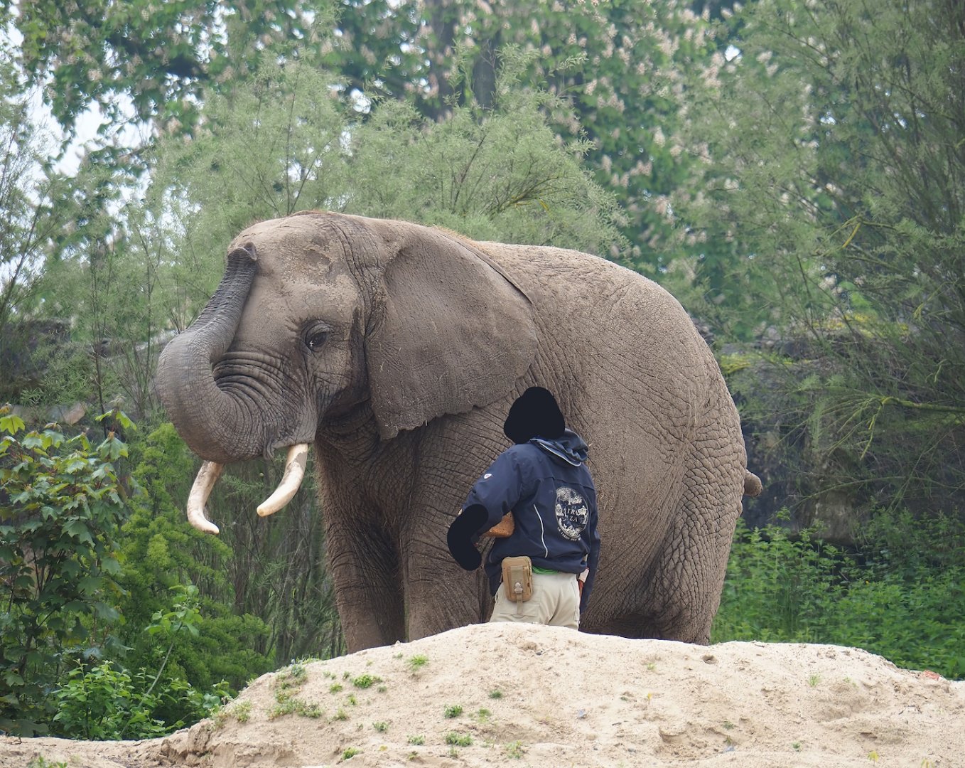 Keeper with African bush elephant (Loxodonta africana), 2023-05-15