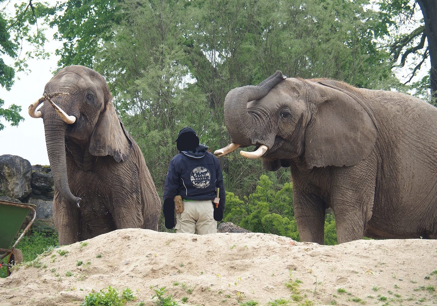 Keeper with African bush elephants (Loxodonta africana), 2023-05-15
