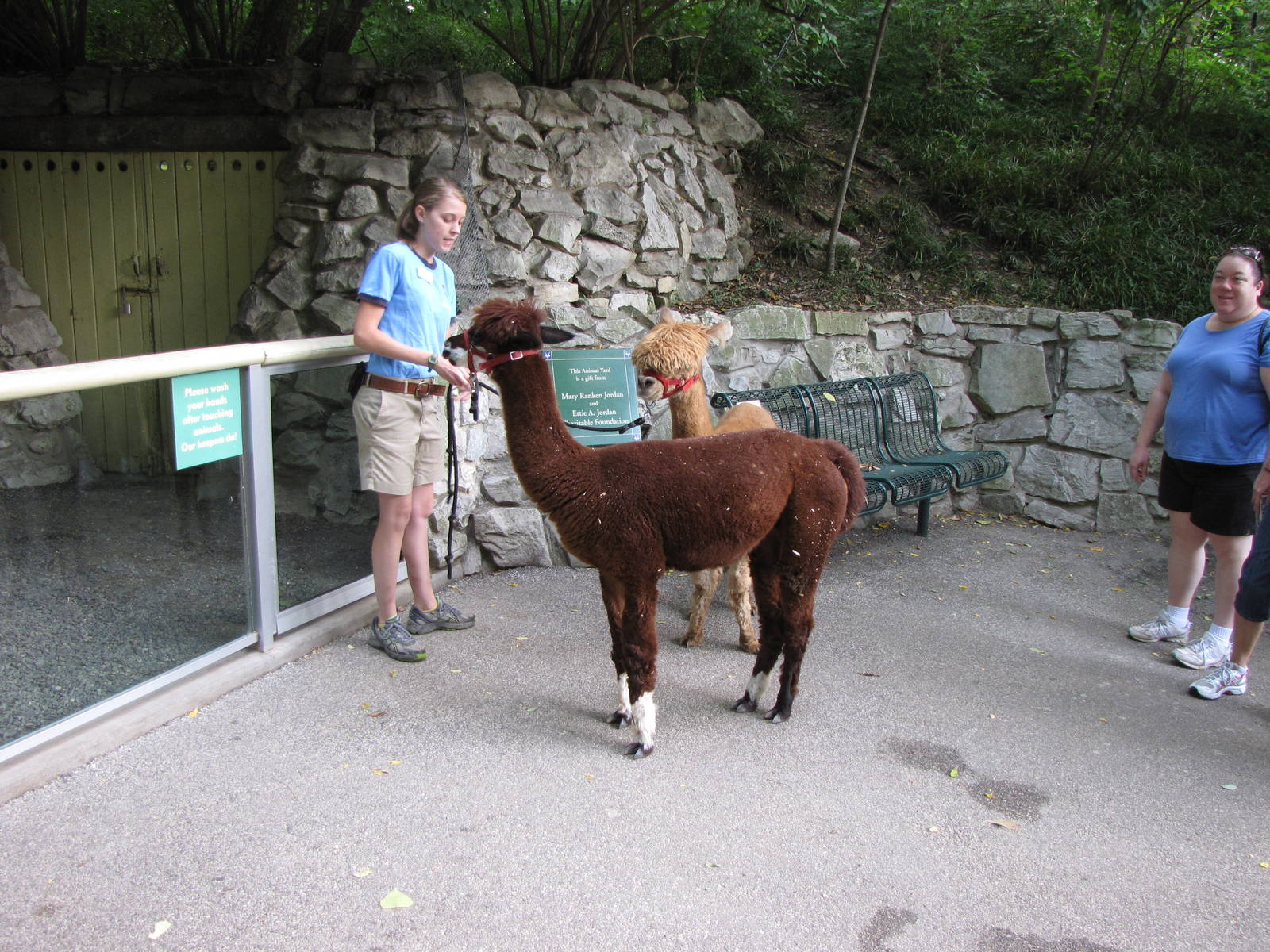 Keeper With Alpacas