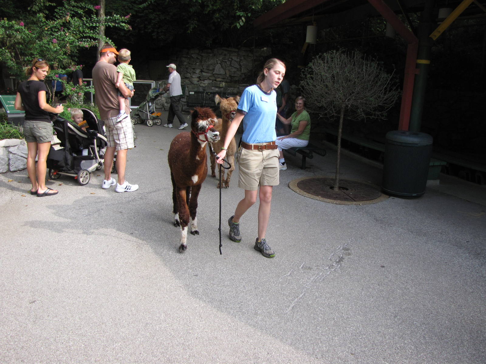 Keeper With Alpacas