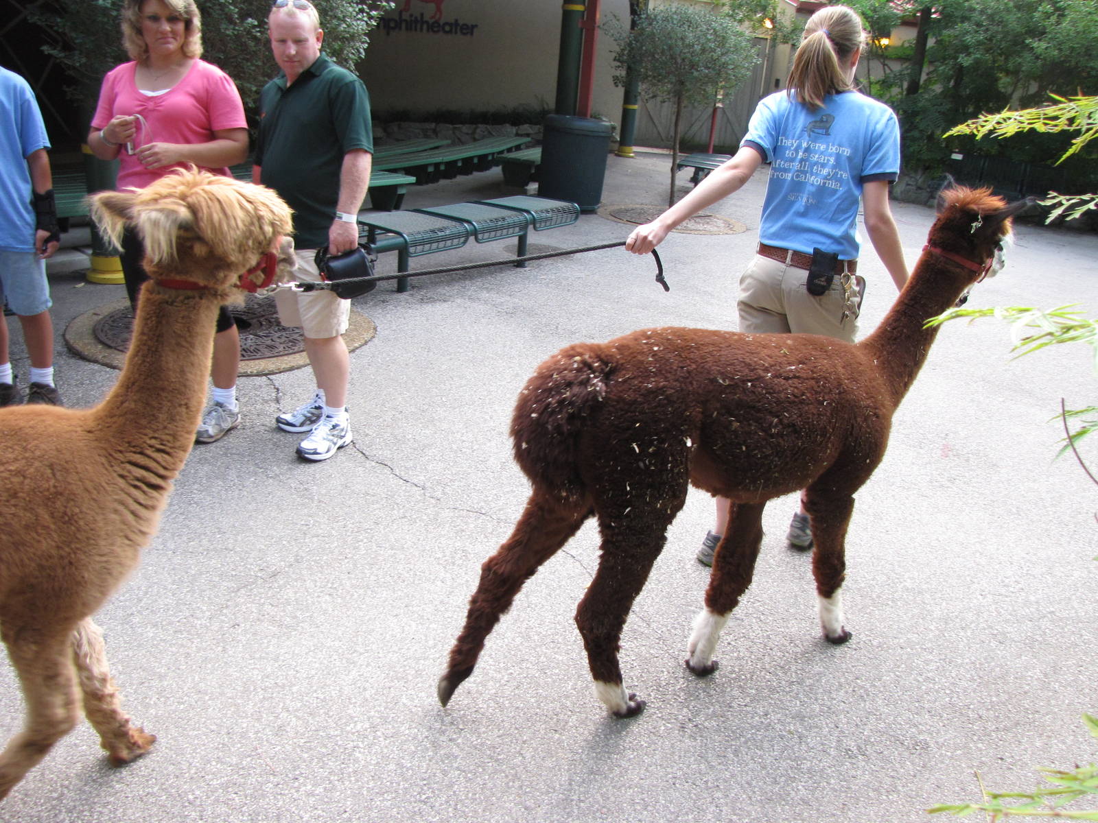 Keeper With Alpacas