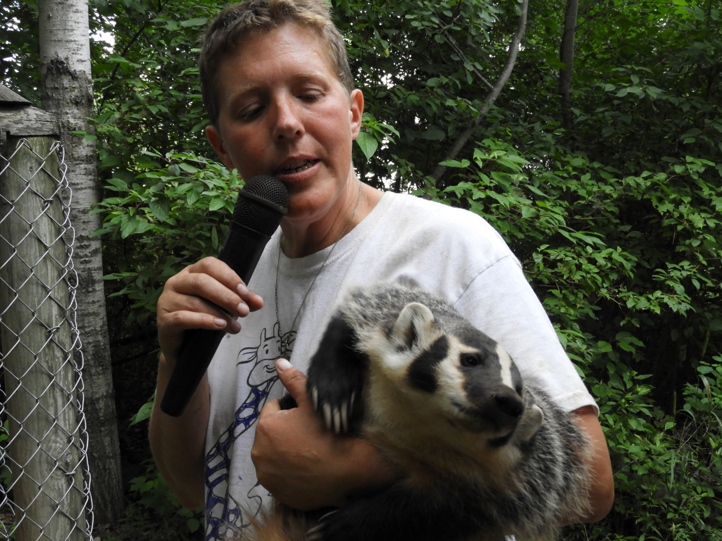 Keeper with American Badger (Taxidea taxus)