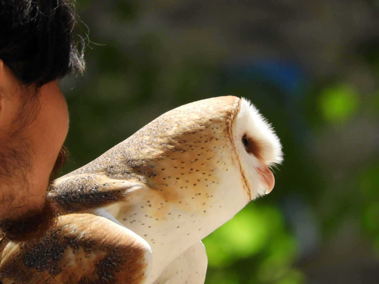 Keeper with Barn Owl (Tyto alba)