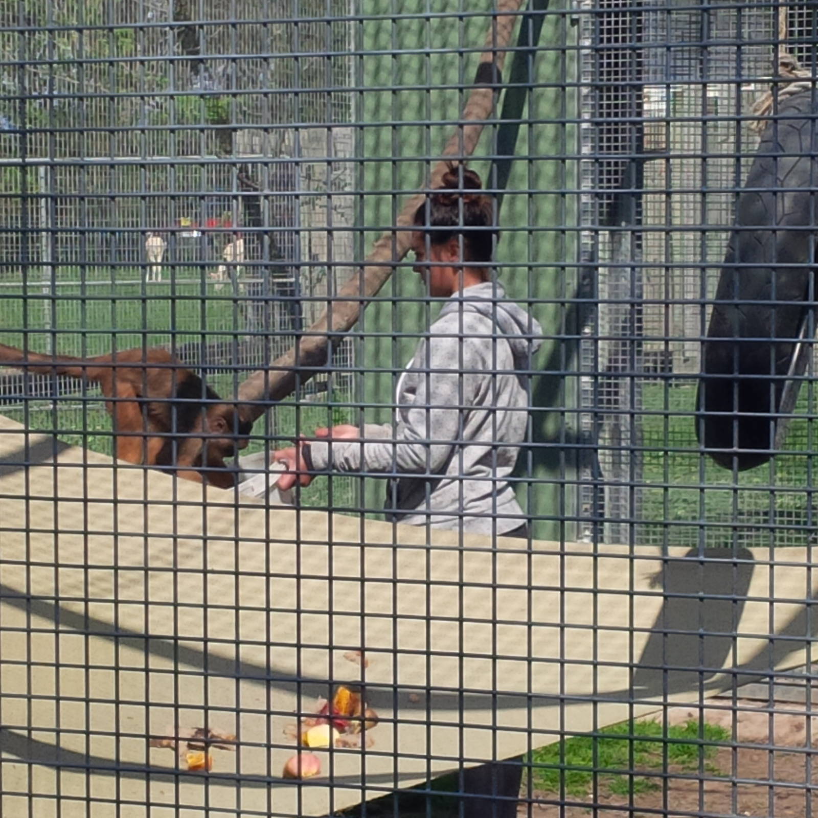 keeper with Capuchin monkey