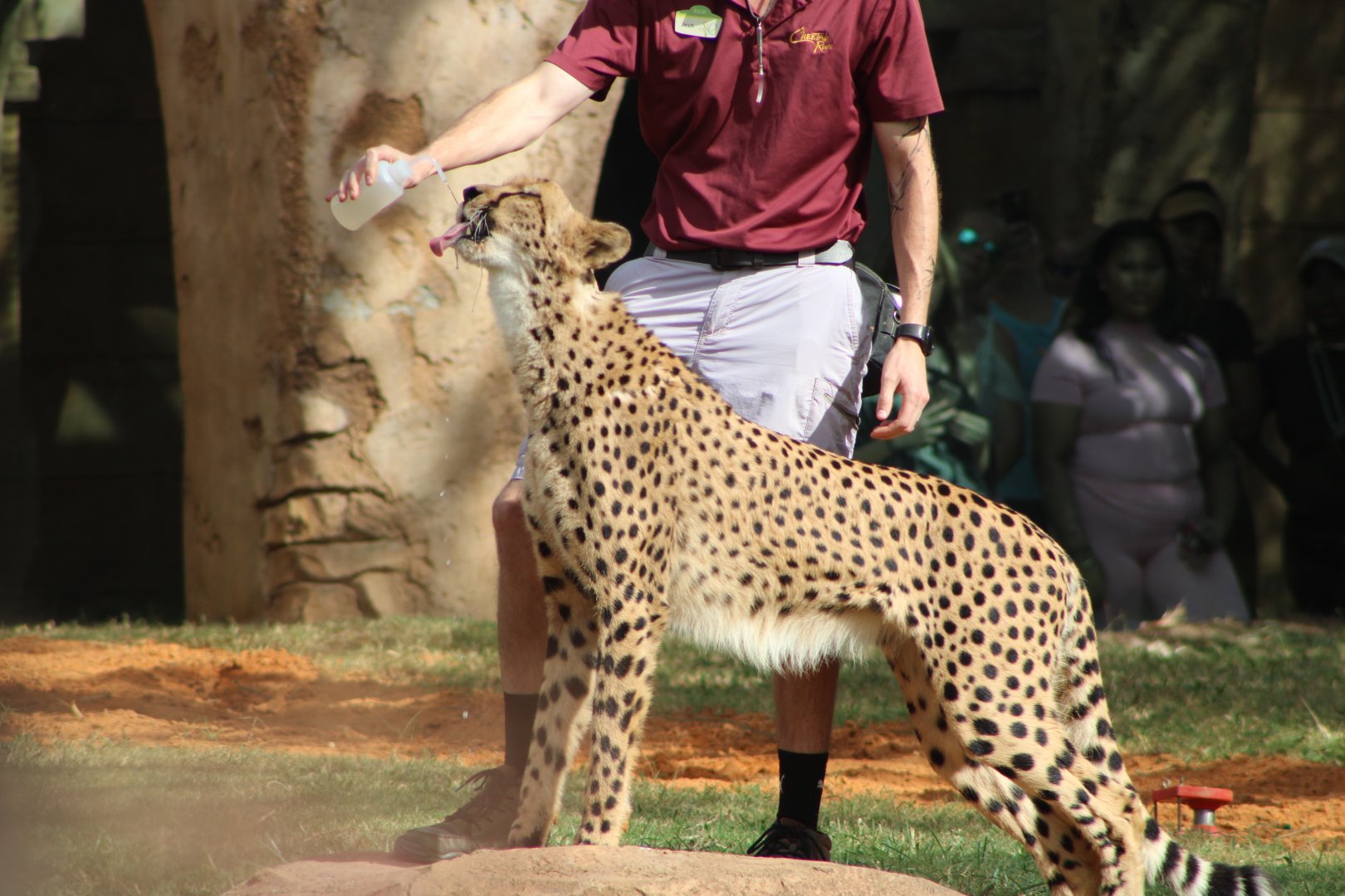 Keeper with Cheetah (Acinonyx jubatus; 1)