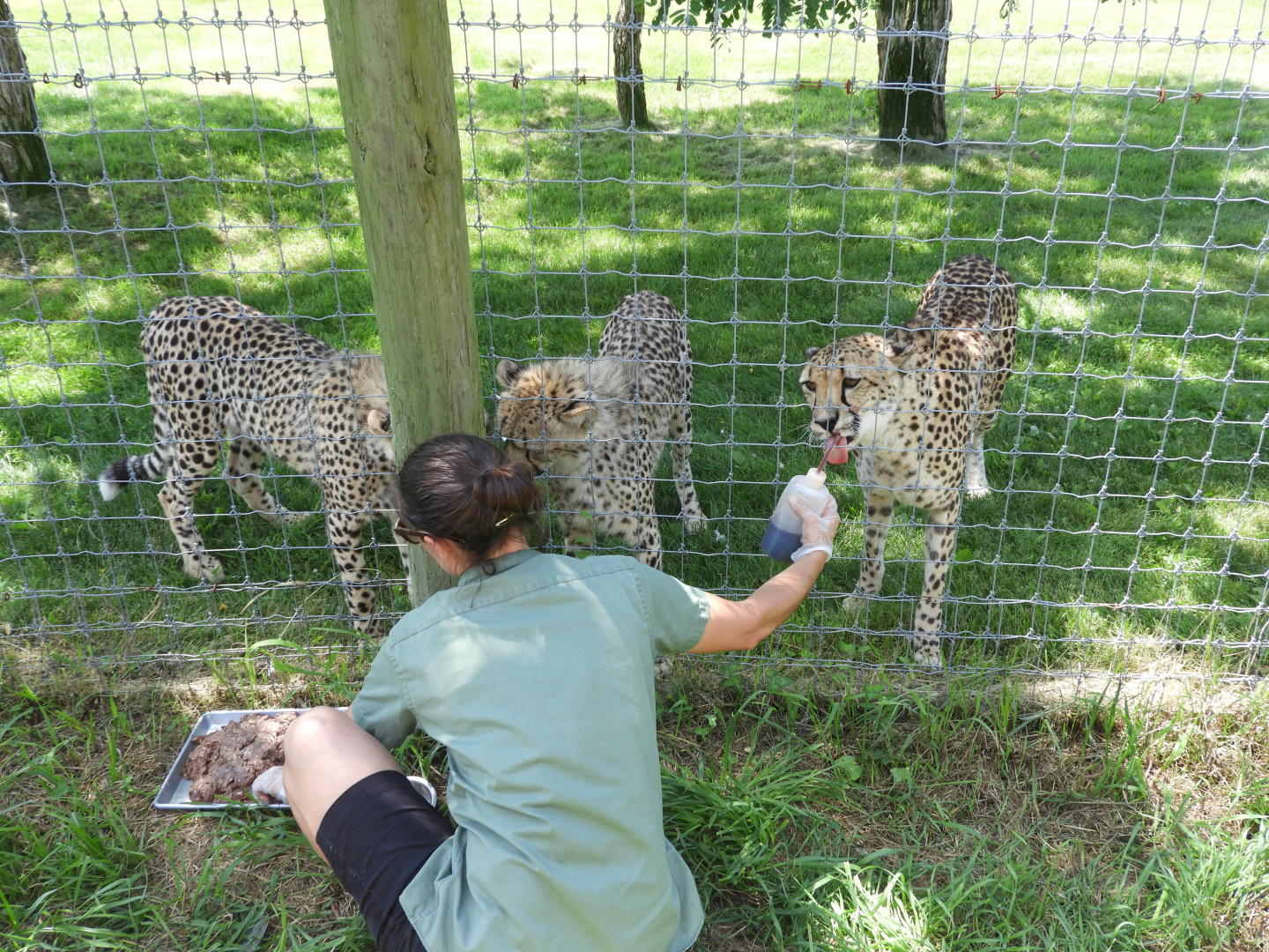 Keeper with Cheetahs (Acinonyx jubatus)
