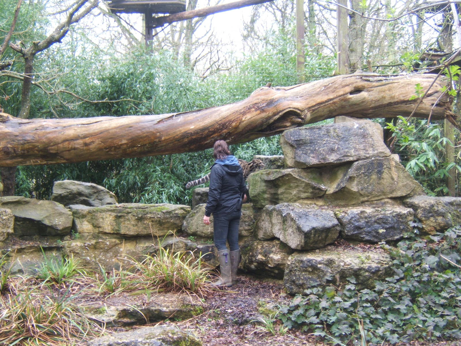 Keeper with Clouded Leopard