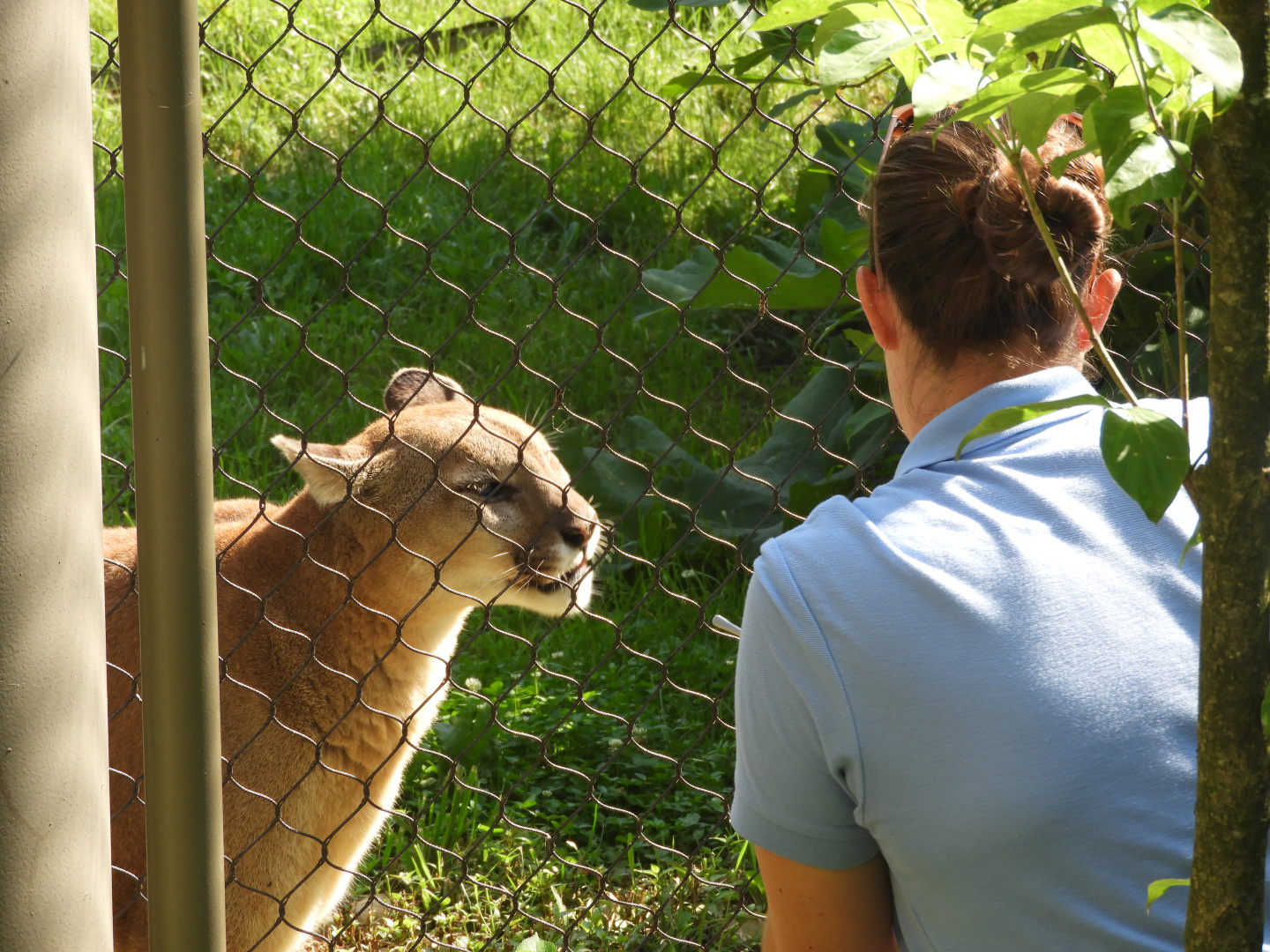 Keeper with Cougar (Puma concolor)