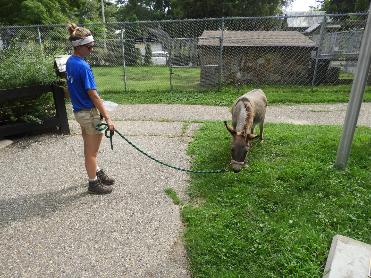 Keeper with Domestic Donkey (Equus africanus asinus)