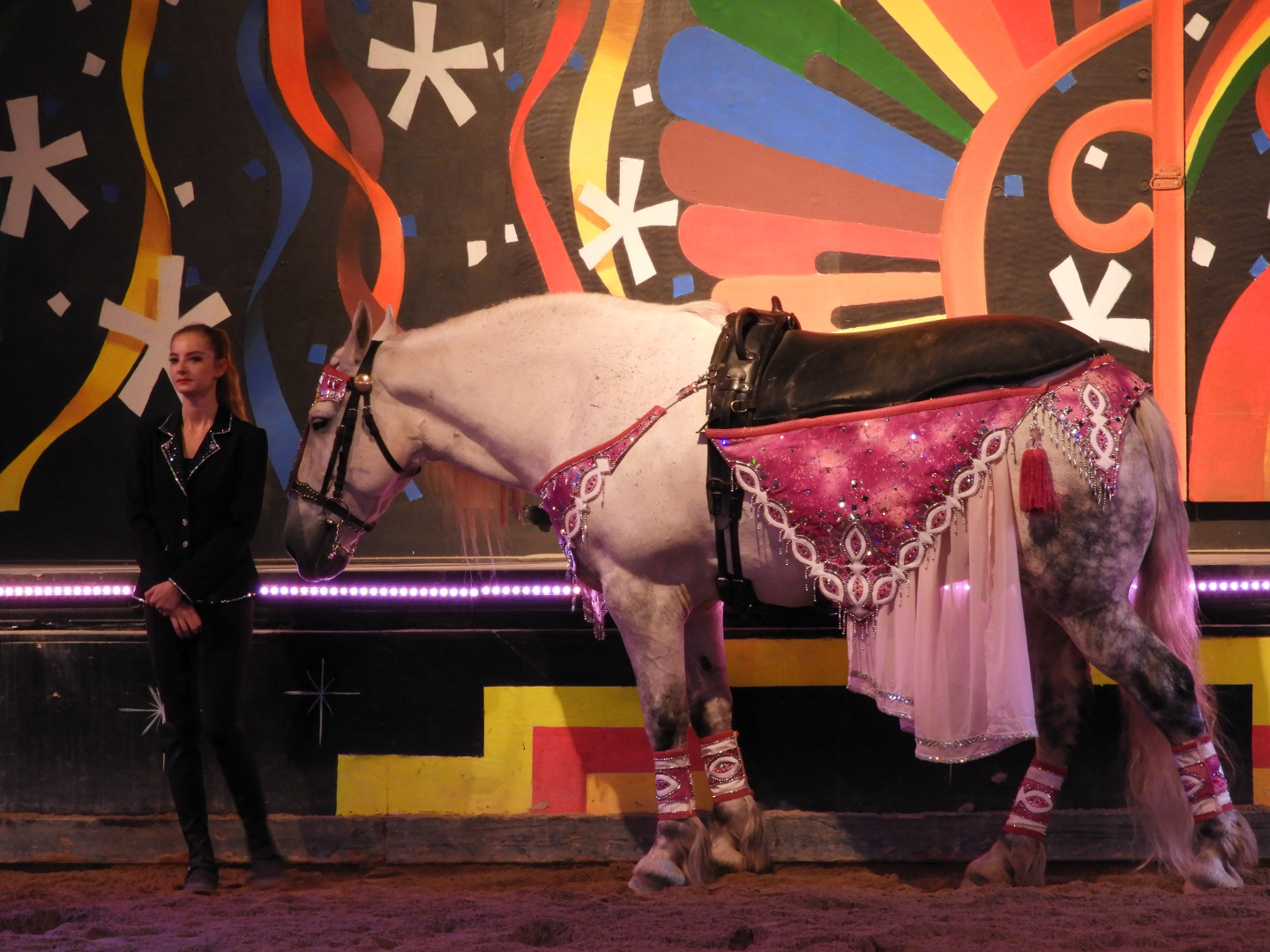 Keeper with Domestic Horse (Equus ferus caballus)