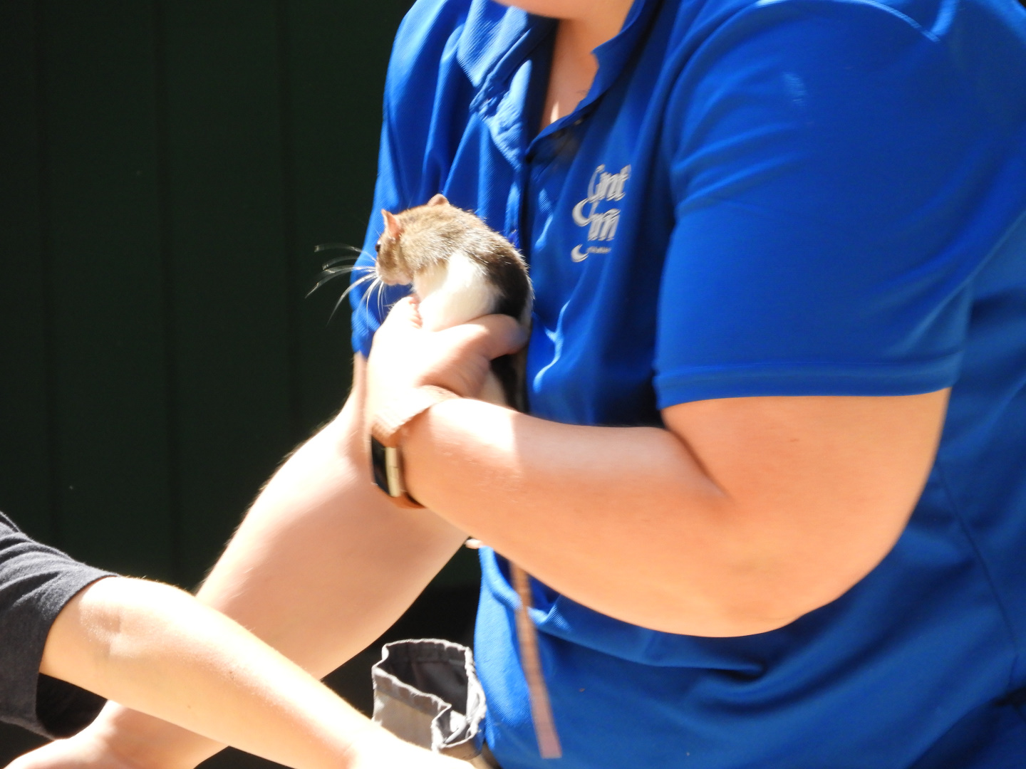 Keeper with Domestic Rat (Rattus norvegicus domestica)