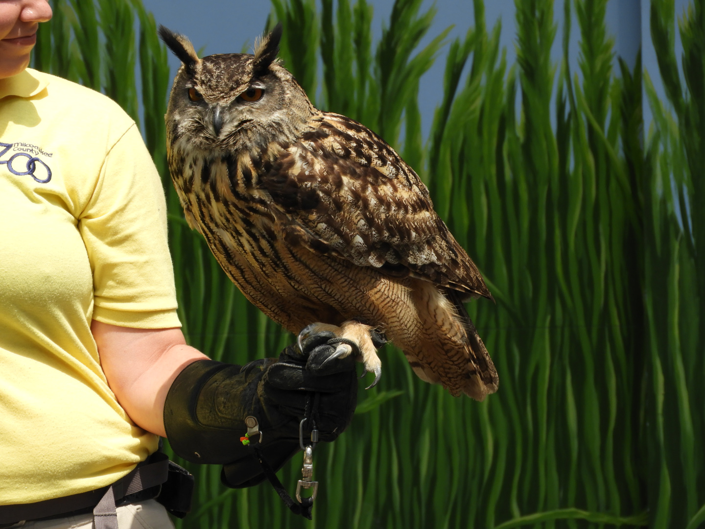 Keeper with Eurasian Eagle Owl (Bubo bubo)