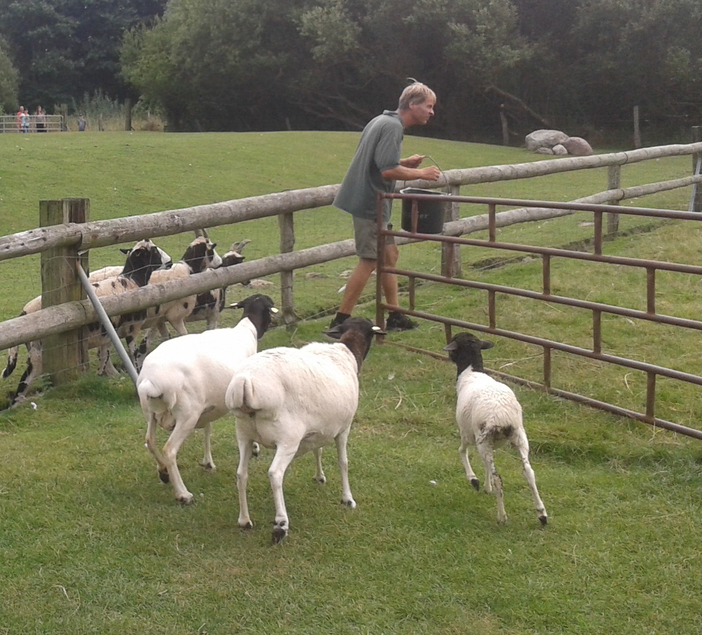 Keeper with goats