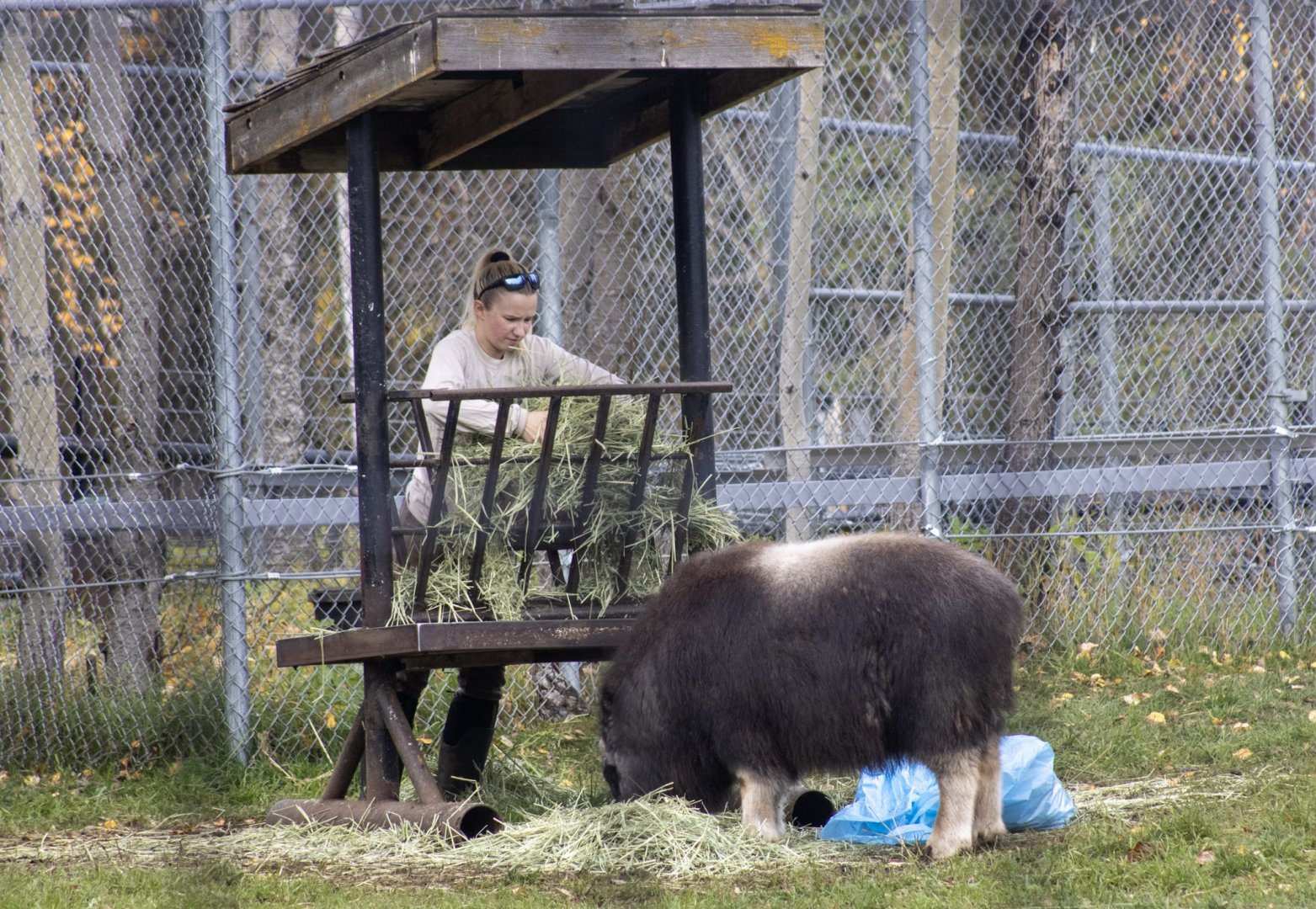 Keeper with Musk Ox Calf