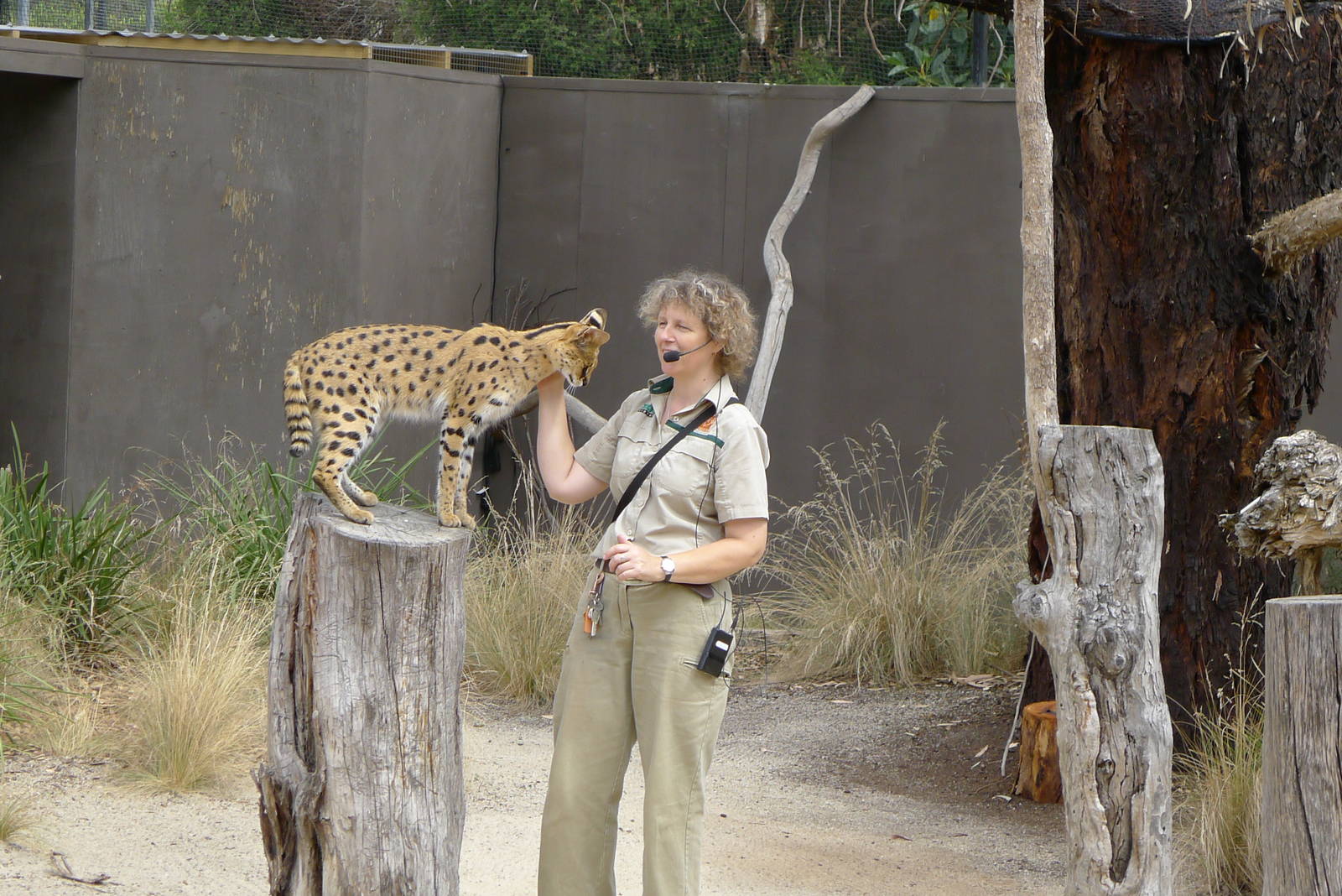 keeper with Nunkey, a female serval