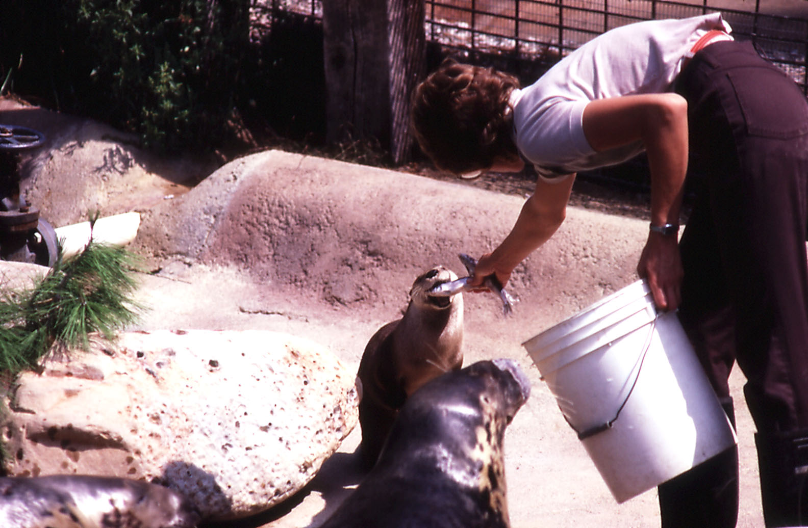 Keeper with Otter and Grey Seal - 1987