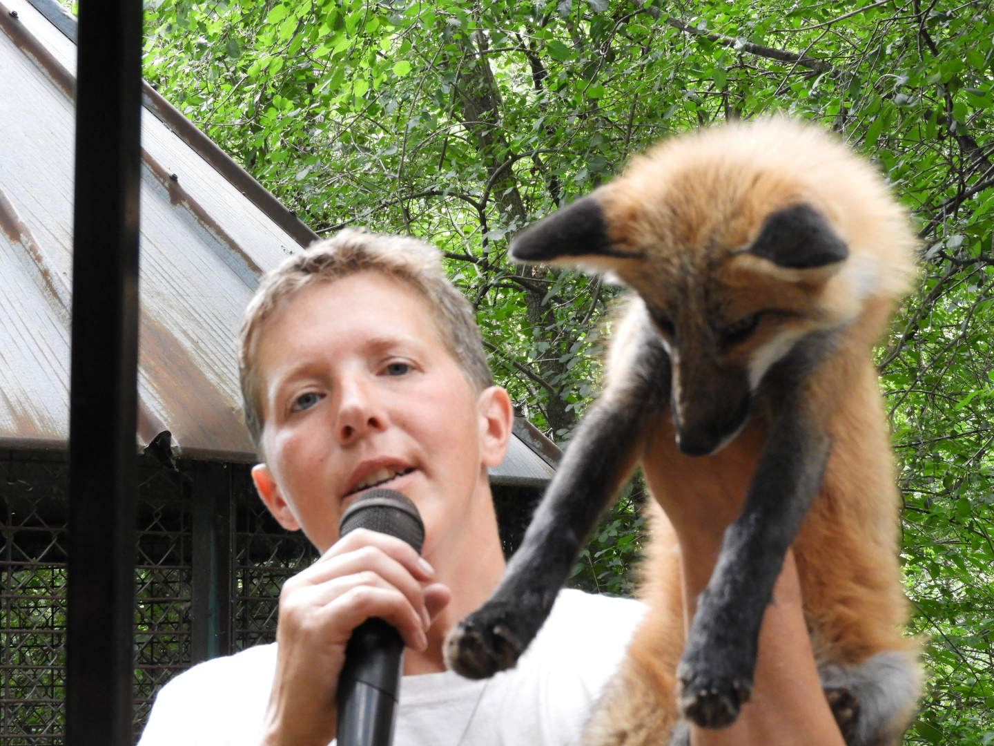Keeper with Red Fox (Vulpes vulpes)