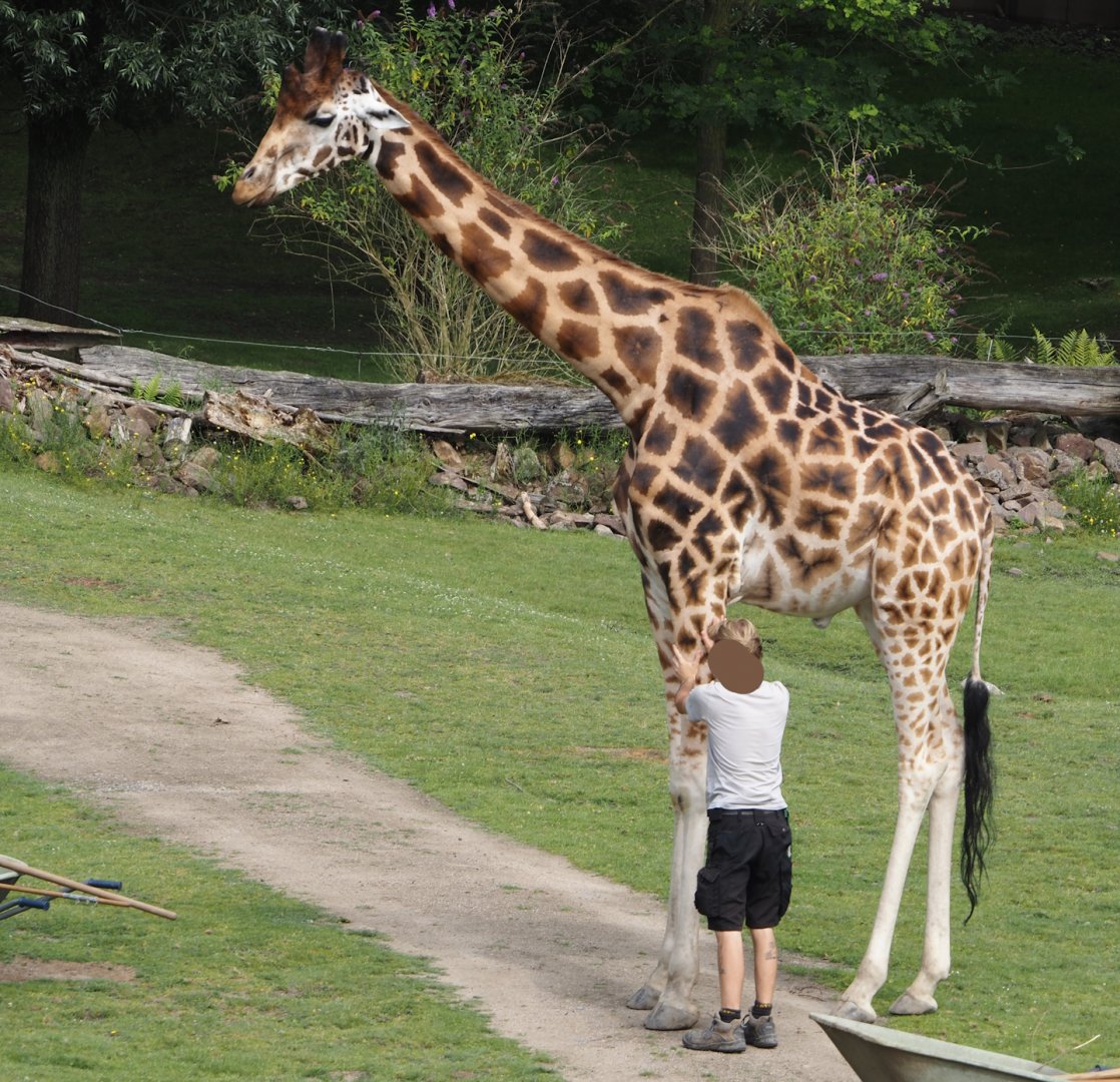 Keeper with Rothschild's giraffe (Giraffa camelopardalis rothschildi), 2024-08-05
