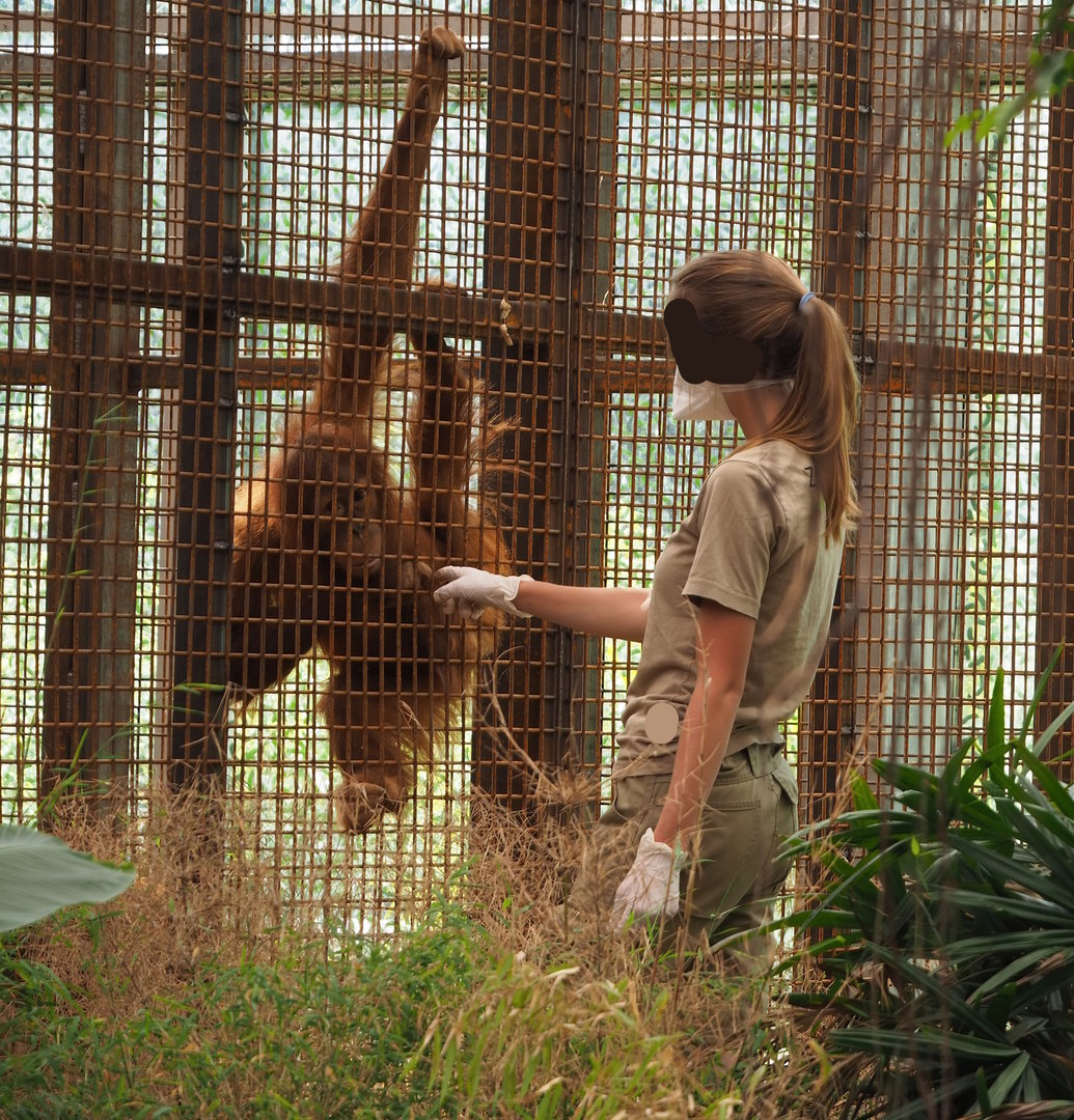 Keeper with Sumatran orangutan (Pongo abelii), 2022-07-16