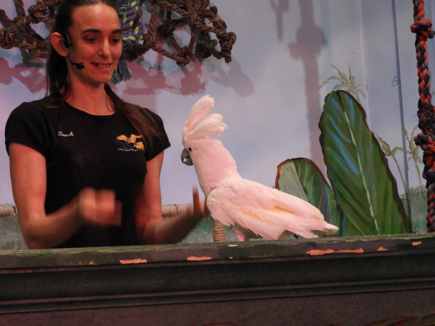Keeper with Umbrella Cockatoo (Cacatua alba)