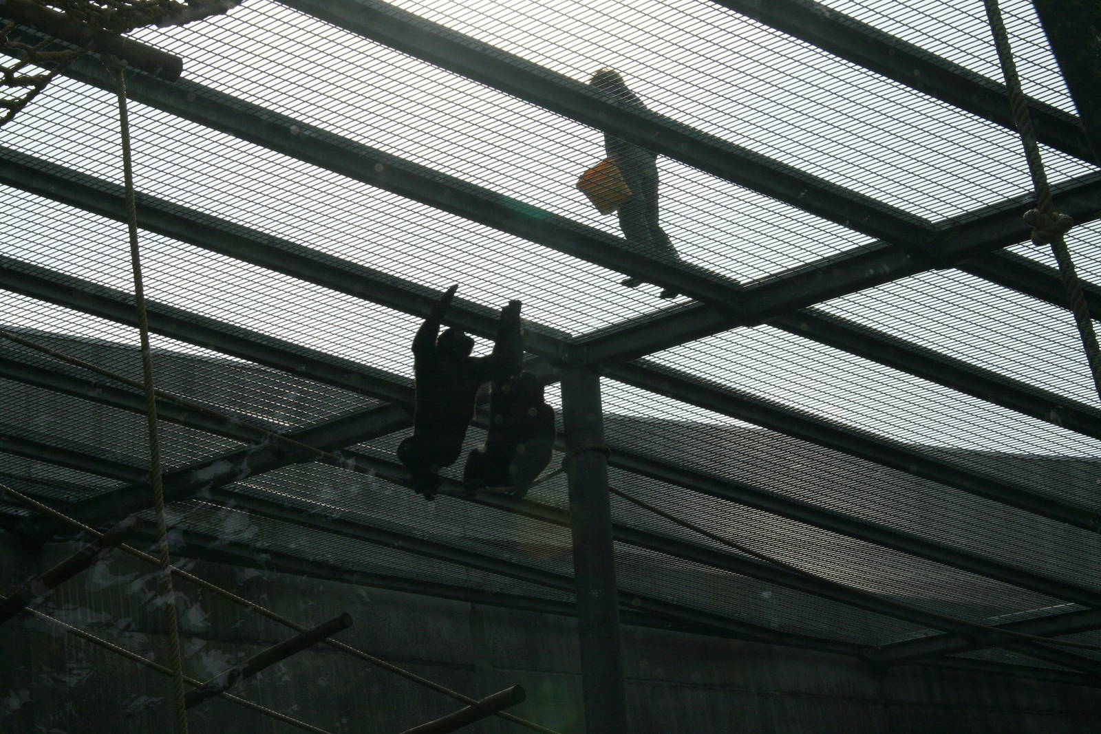 keeper with western lowland gorilla's
