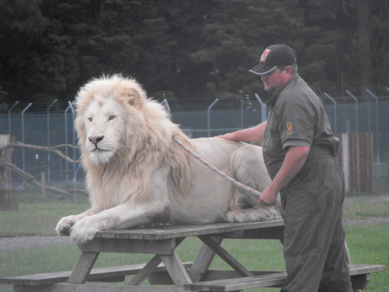 Keeper With White Lion