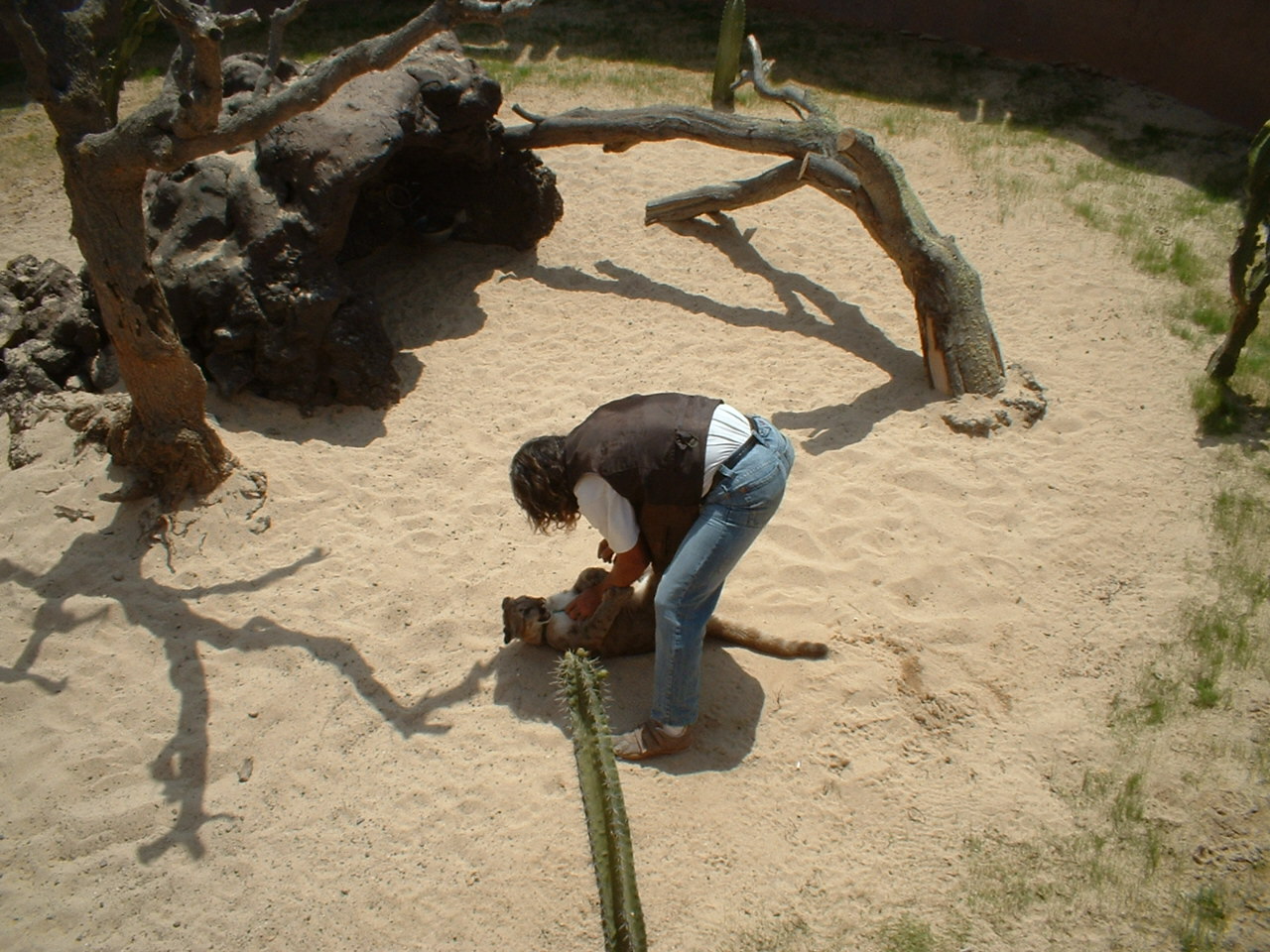 Keeper with young cougar/puma at Rancho Texas Park, Lanzarote, 29 April 200