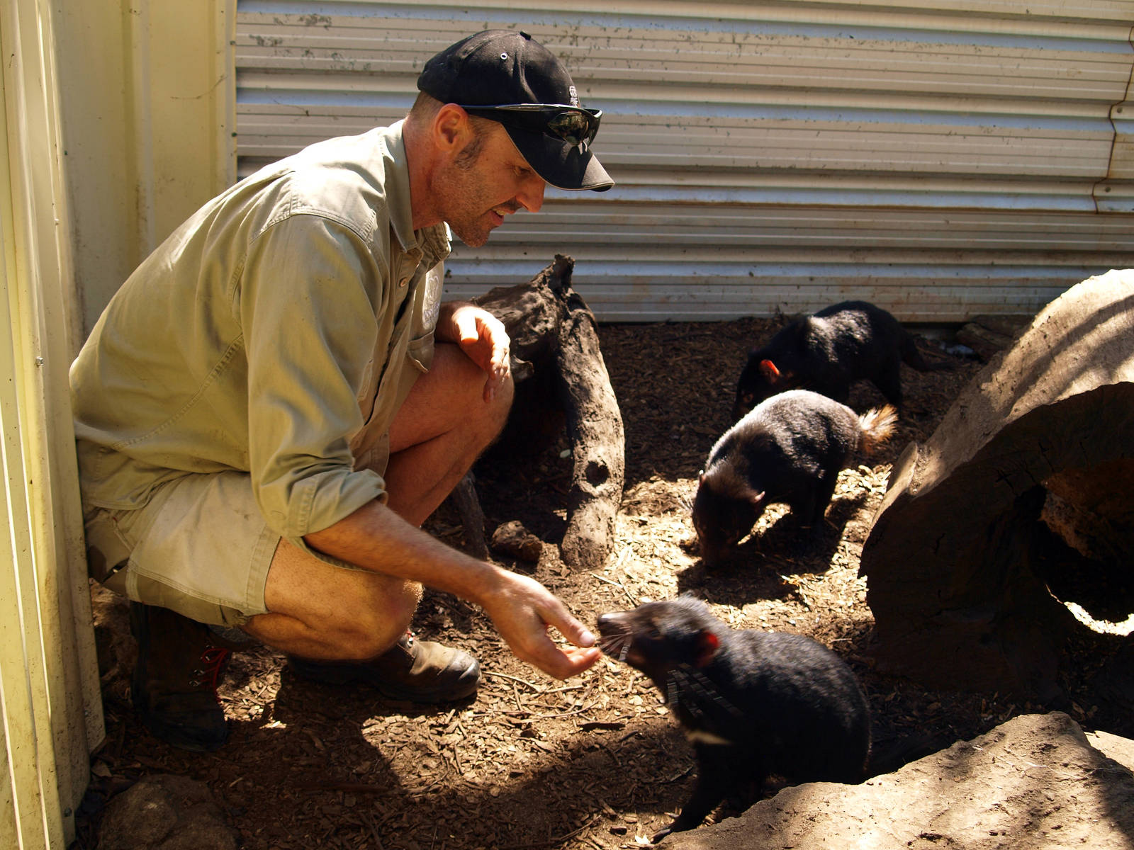 Keeper with young devils