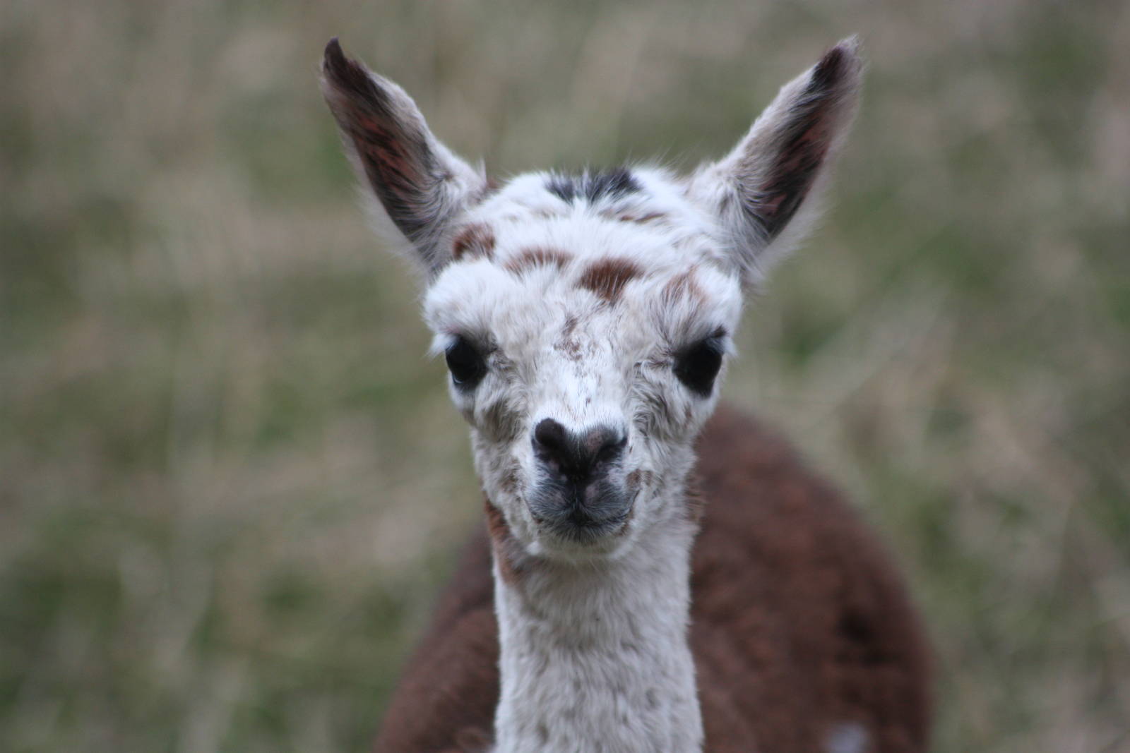 KeeperKatie is calling her Cookie, 25th August 2014