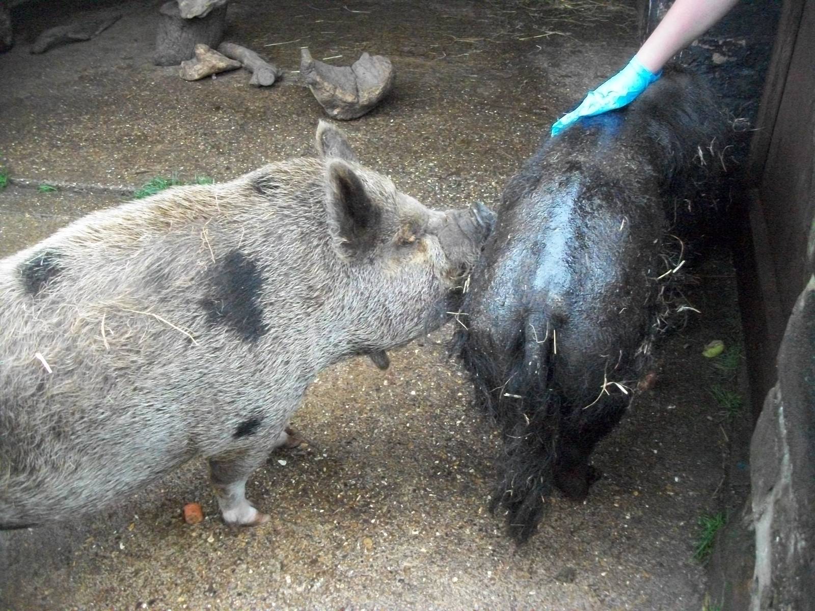 KeeperKatie oiling Blackie with help from Pepper/Peppa, 6th July 2014