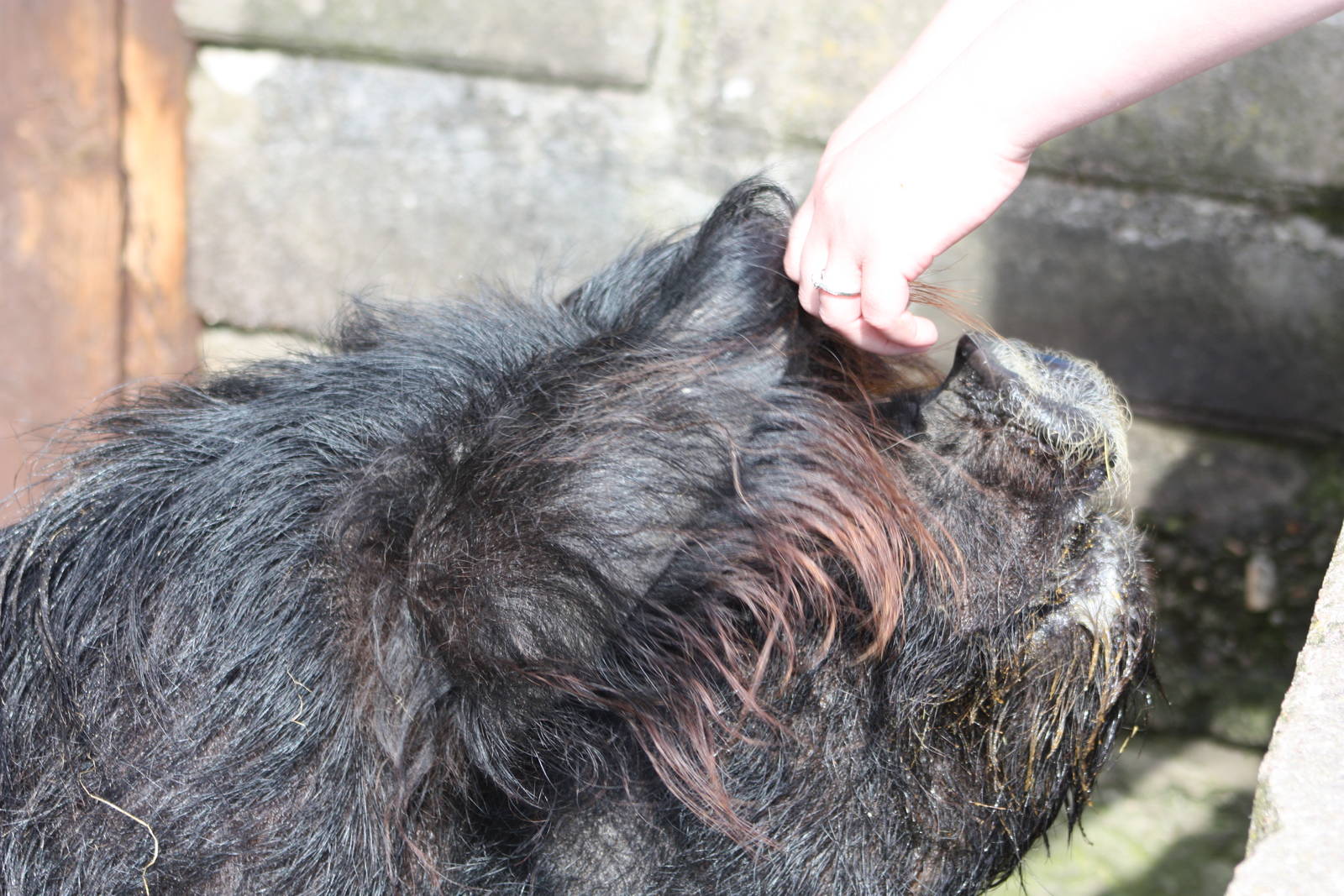 KeeperKatie plays peek-a-boo with Blackie, 25th May 2014